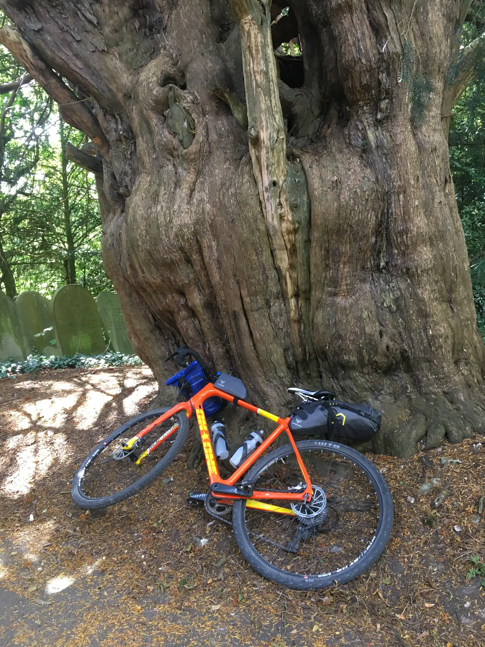 Orange bike on the ground under a really big tree