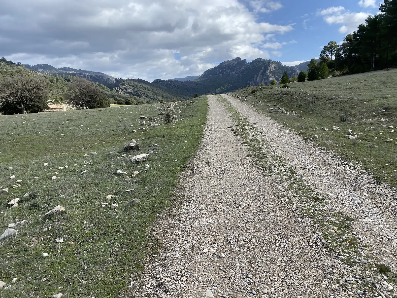 A gravel track climbing through stony mountain pasture towards rocky peaks and scattered pines.