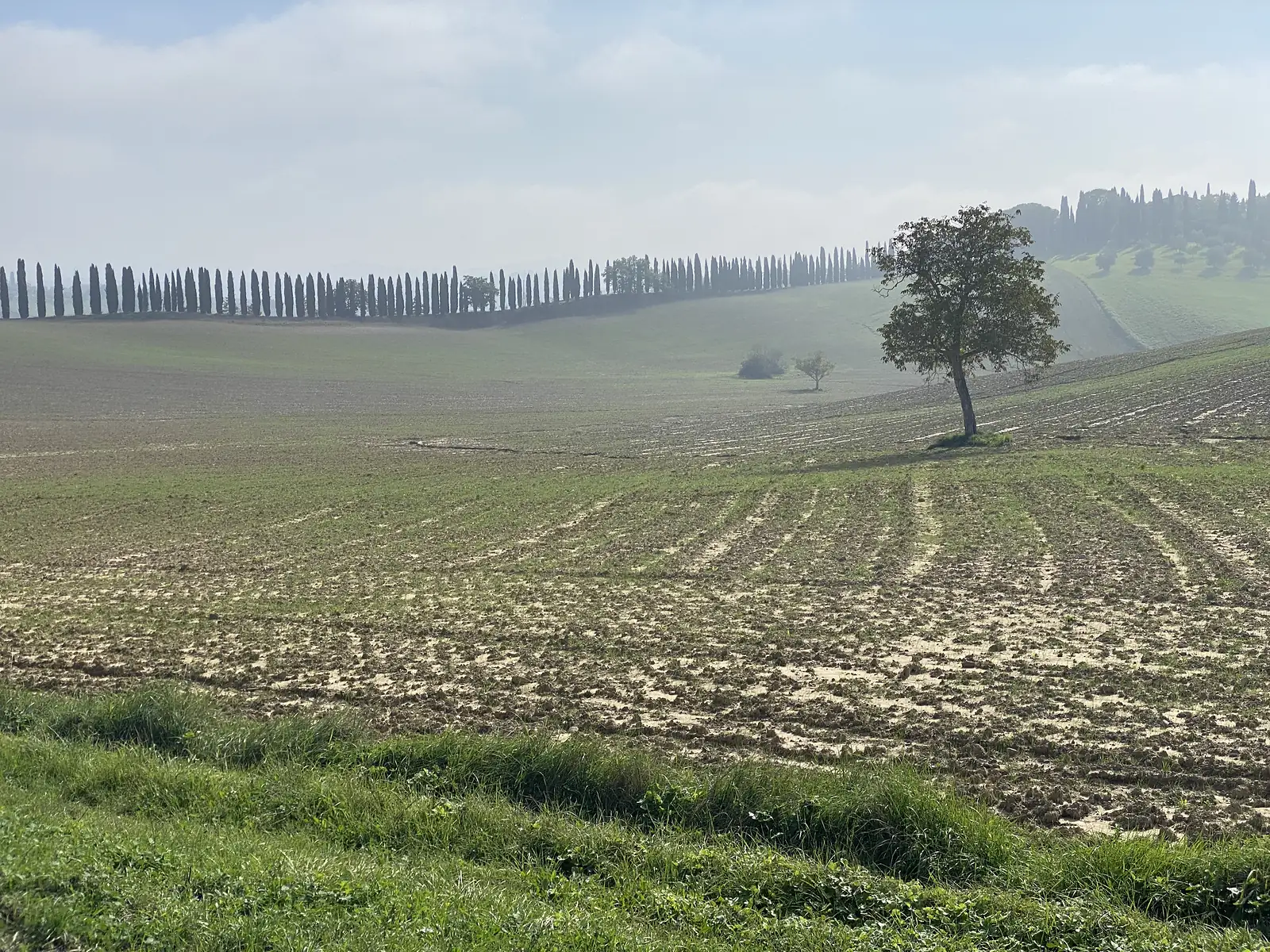 A freshly ploughed field rising to a hilltop lined with a long row of cypress trees, with a single tree standing alone in the middle distance.