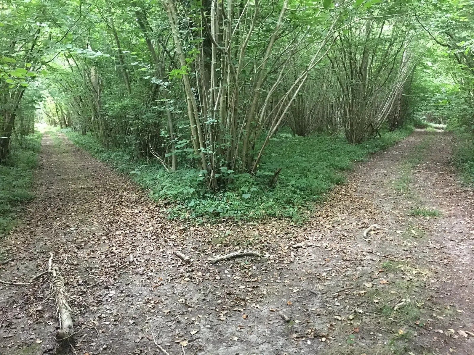 A dirt track forks in two through a coppiced woodland, its leaf-strewn paths curving away on either side of a stand of slender trees.