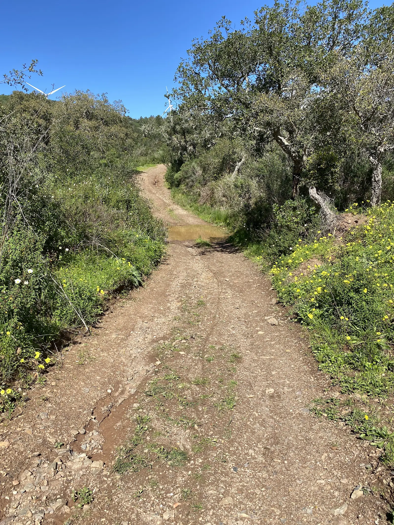 Stony, rutted track climbing between cork oaks and banks of yellow flowers, with the blades of wind turbines showing above the treeline against a deep blue sky.