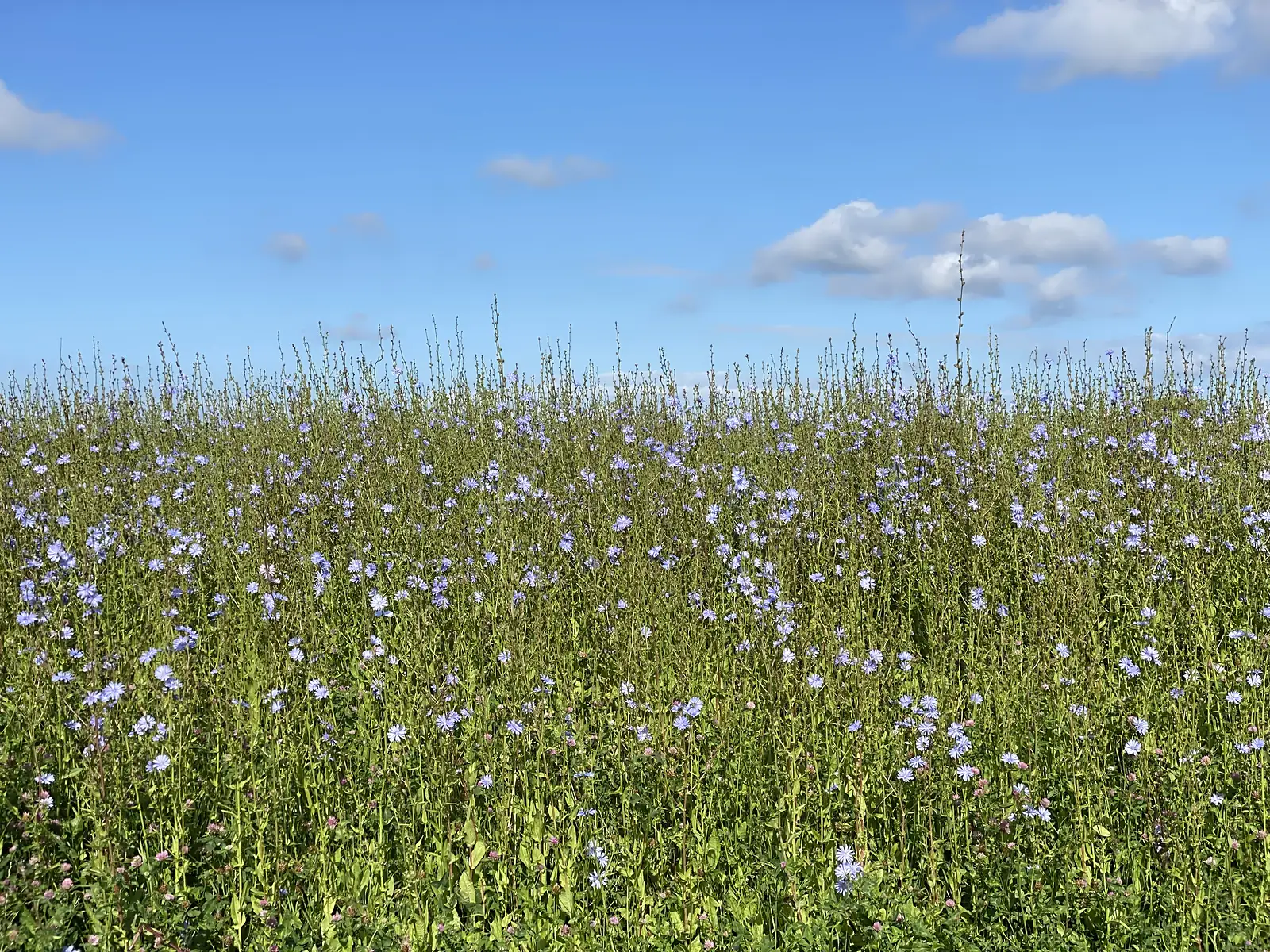 A bank of pale blue chicory flowers in tall grass against a bright blue sky.