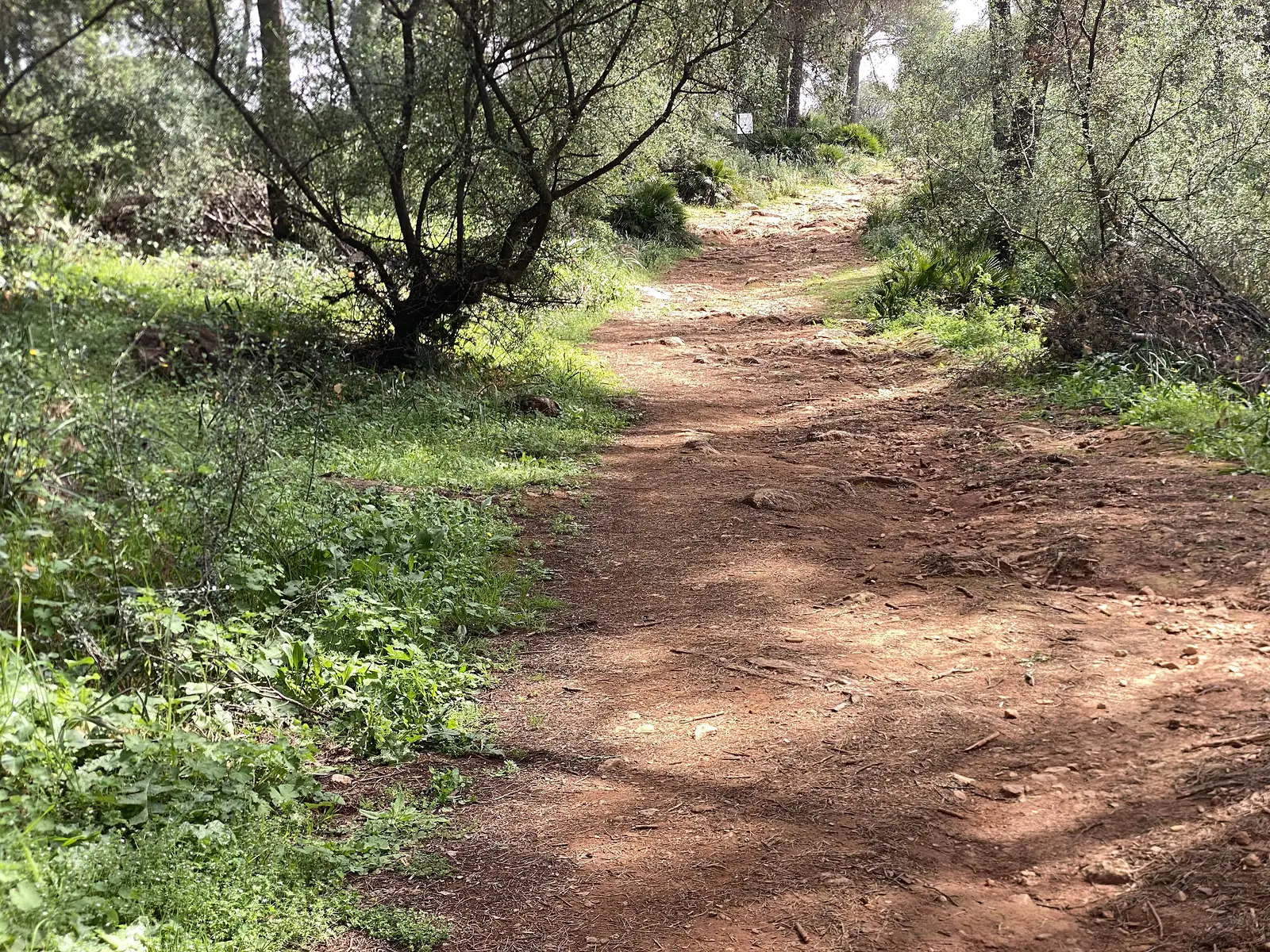 A red-earth track climbing through open woodland of olives and dwarf fan palms.