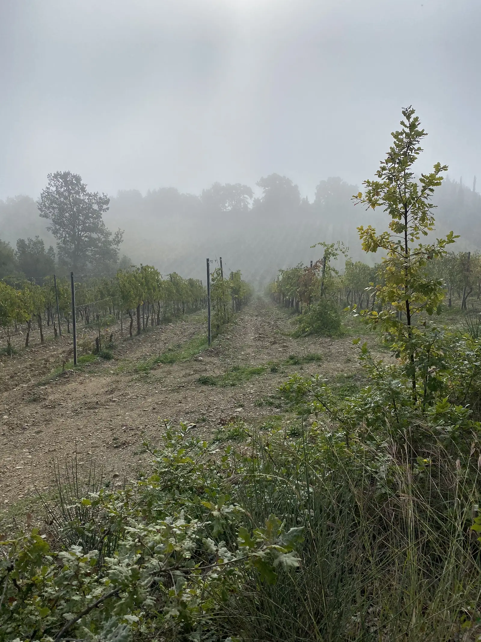 Rows of newly planted, staked saplings in bare cultivated earth, disappearing into fog.