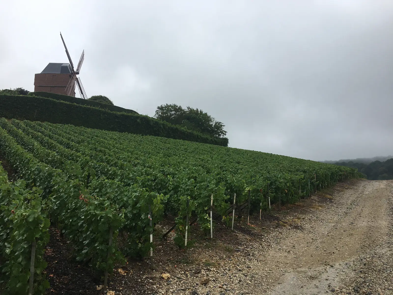 A traditional stone windmill with sails stands above rows of vineyards on a hillside near Reims, a gravel track running alongside the vines under an overcast sky.