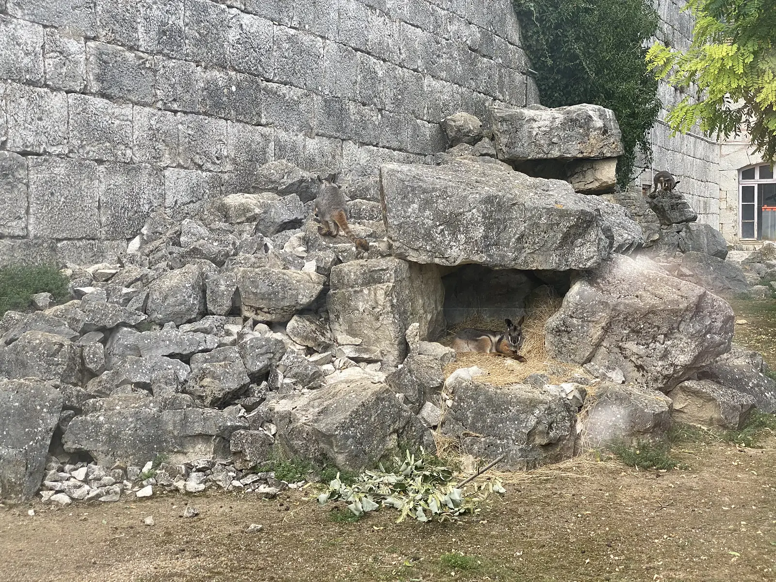 Two rock wallabies rest and perch among tumbled stone blocks in an enclosure built into the citadel's old fortifications.