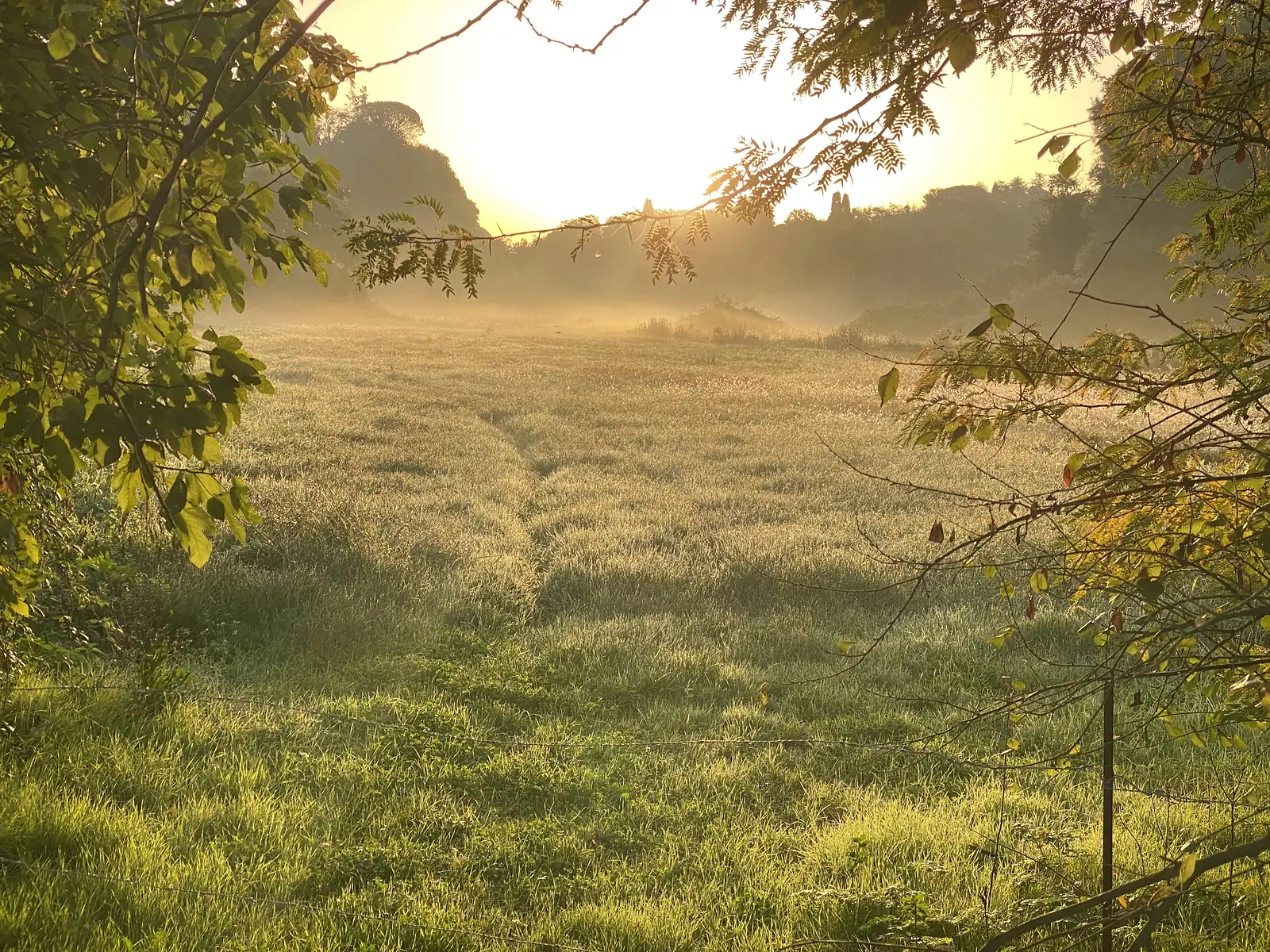 Hazy dawn sunlight over a dew-covered meadow, framed by overhanging tree branches with a faint wire fence in the foreground.