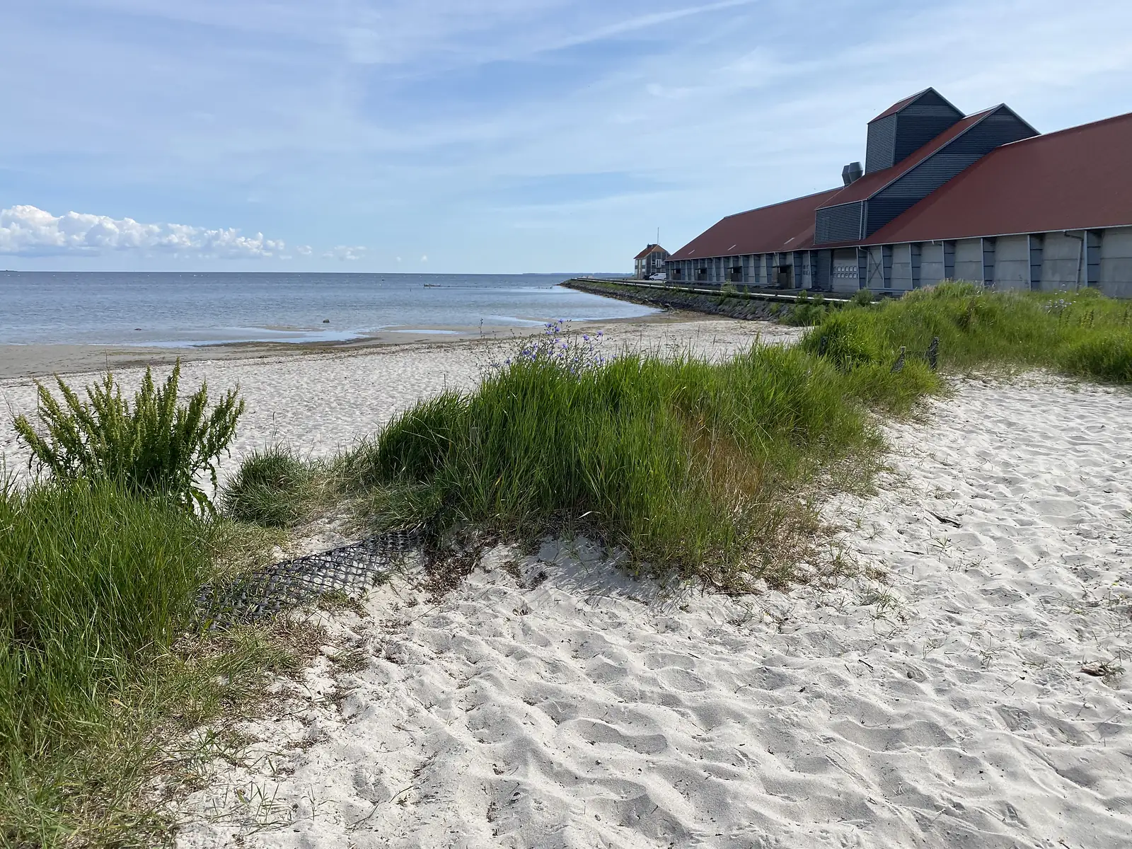 A white sand beach with marram tussocks running along a shallow bay to a long red-roofed industrial building on the shore.