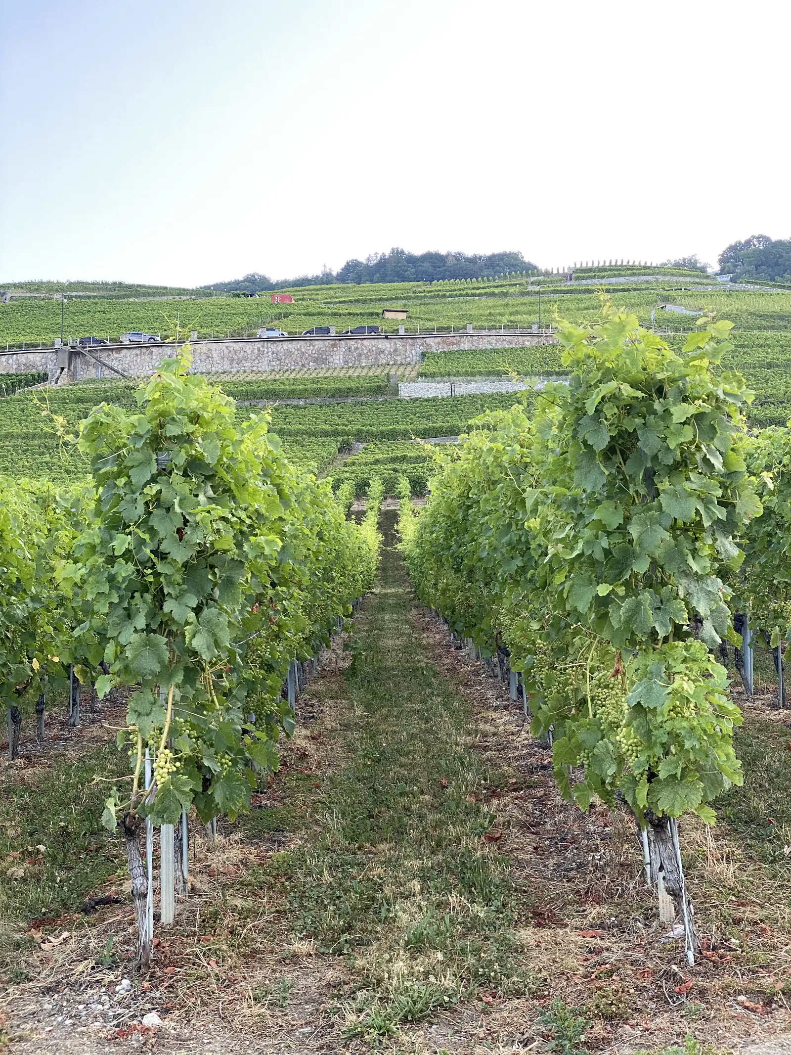 Rows of vines heavy with unripe green grapes running down a Lavaux hillside towards parked cars and further terraces.