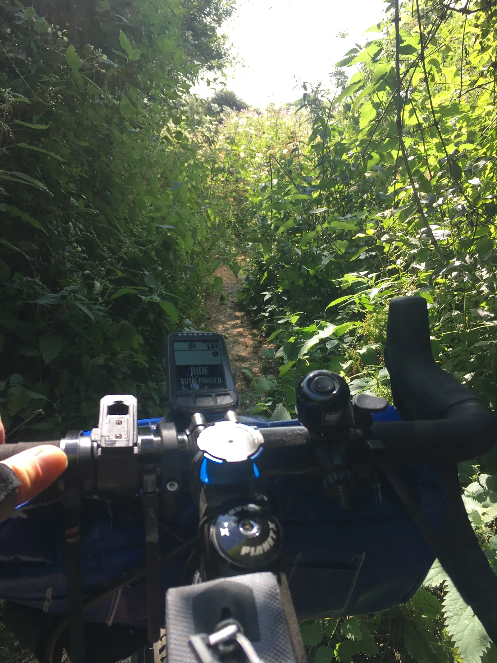Overgrown path