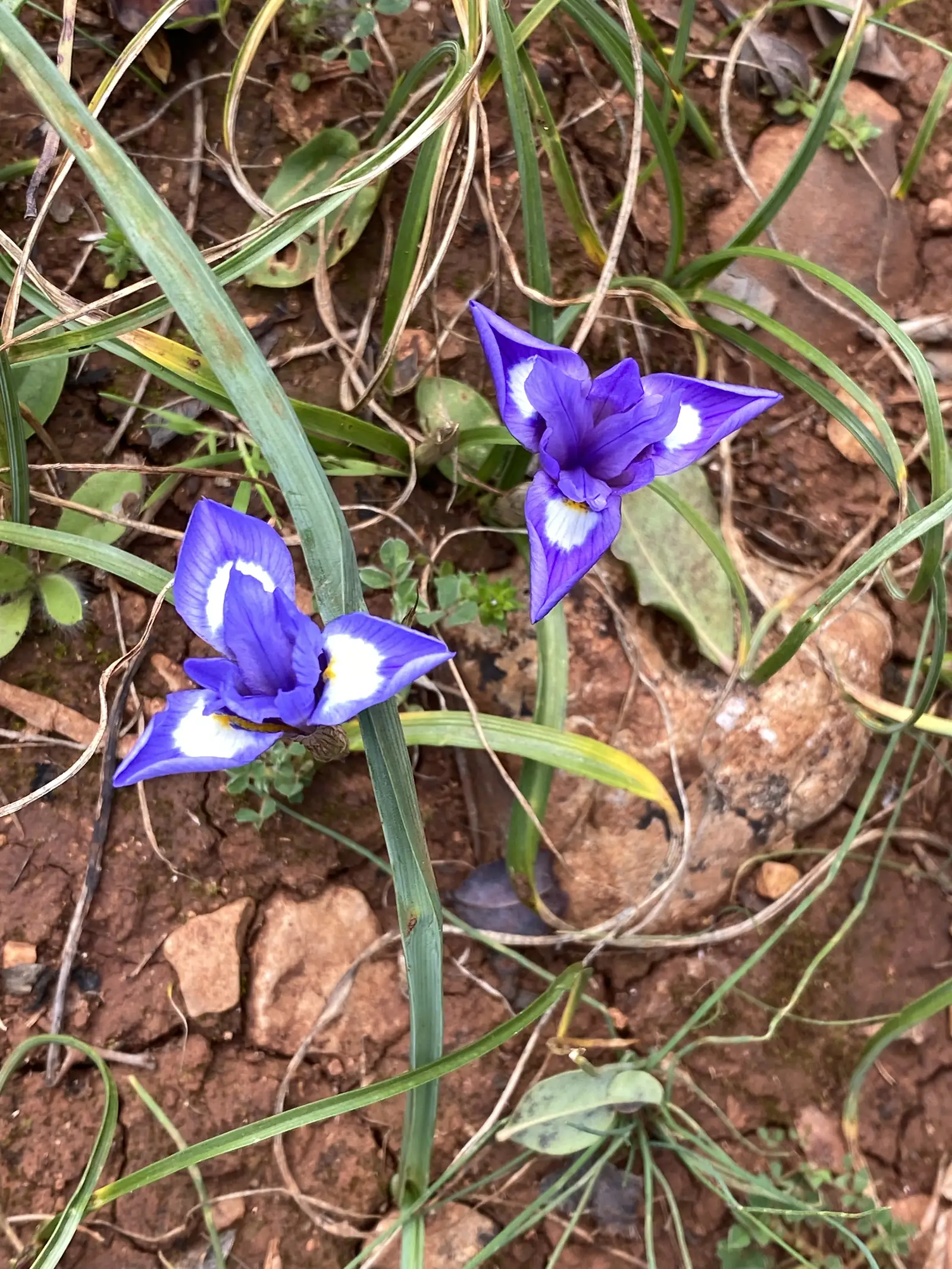Two purple irises with white-flashed falls and yellow throats, growing low among grass blades on cracked red earth.