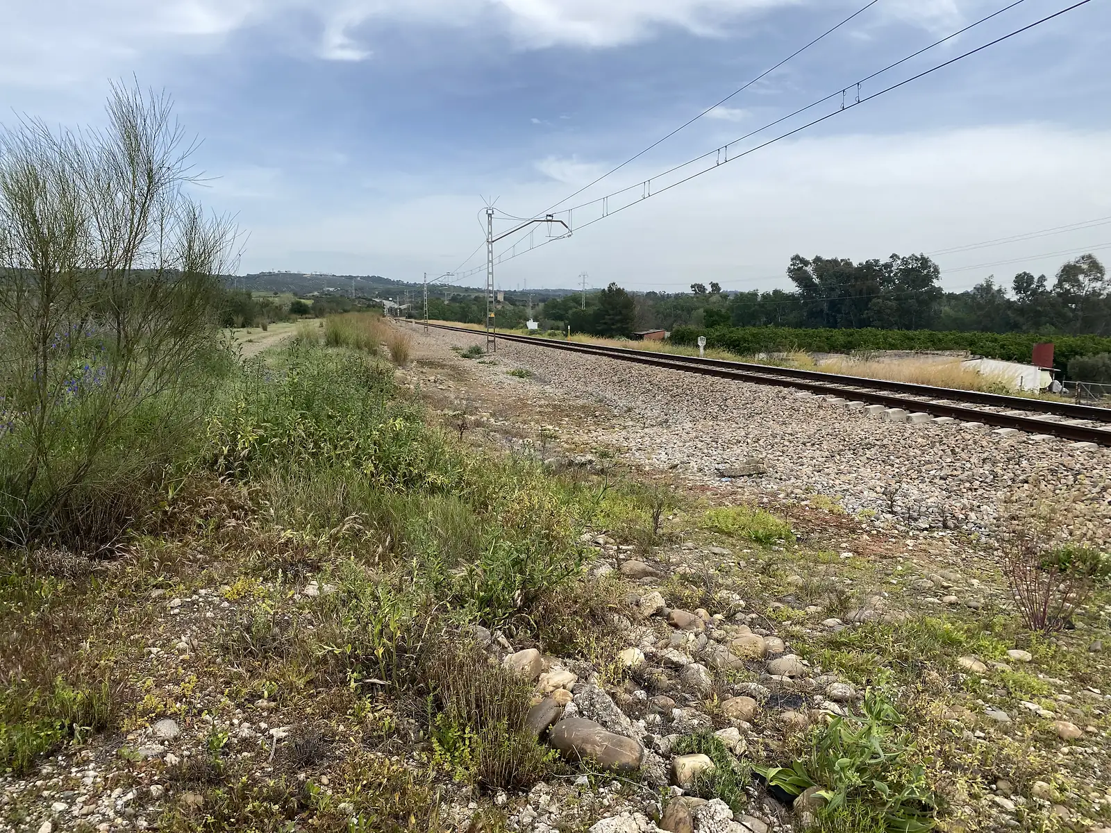 A single electrified railway line running away under overhead wires between scrub and orange groves.