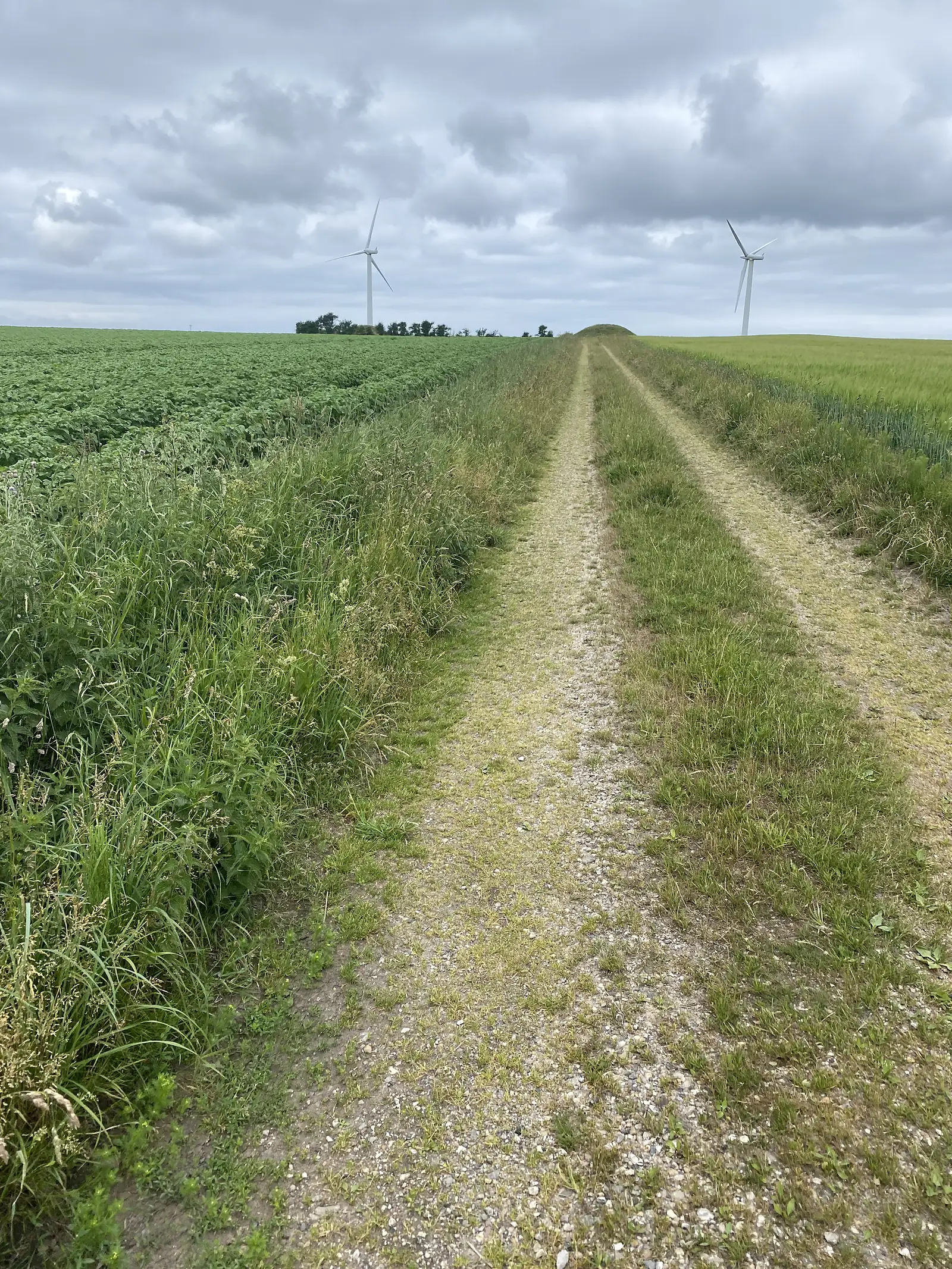 A grassy double-track running between a potato field and green cereal towards a burial mound on the skyline, with wind turbines beyond.