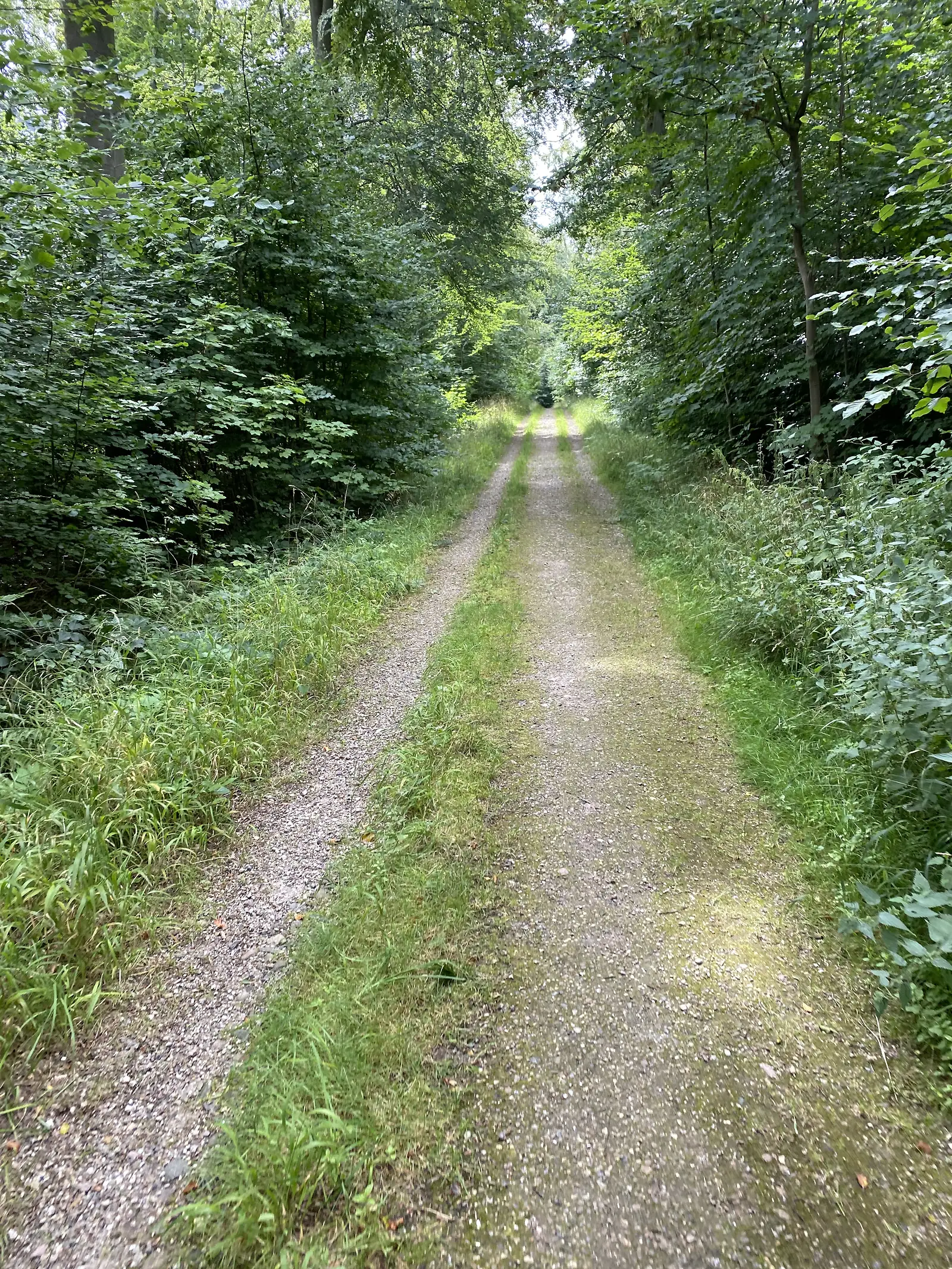 A grass-centred gravel double-track running straight into dense green forest.
