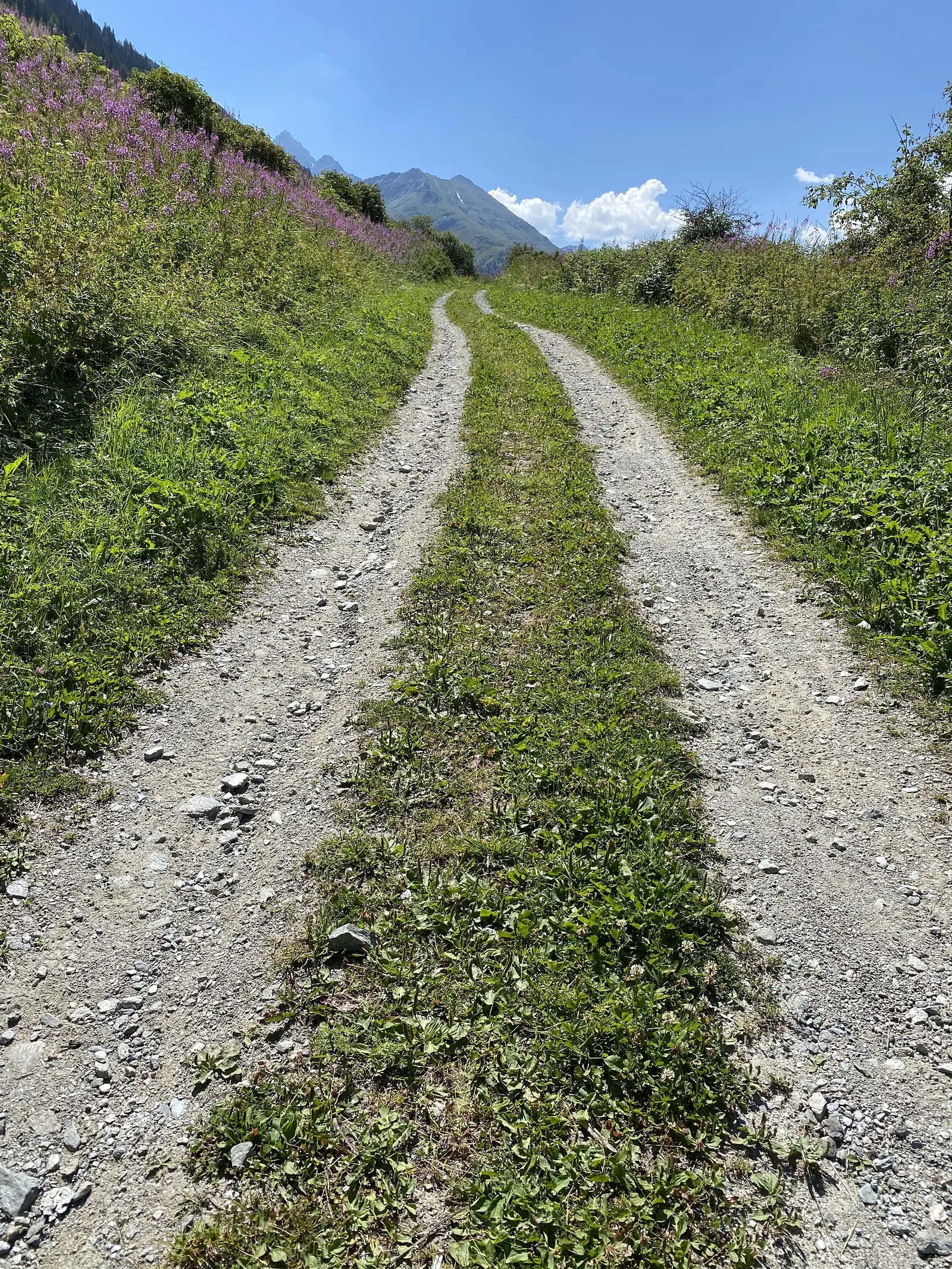 A grassy double-track lane climbing between banks of pink rosebay willowherb, with a mountain peak framed ahead under a partly clouded sky.