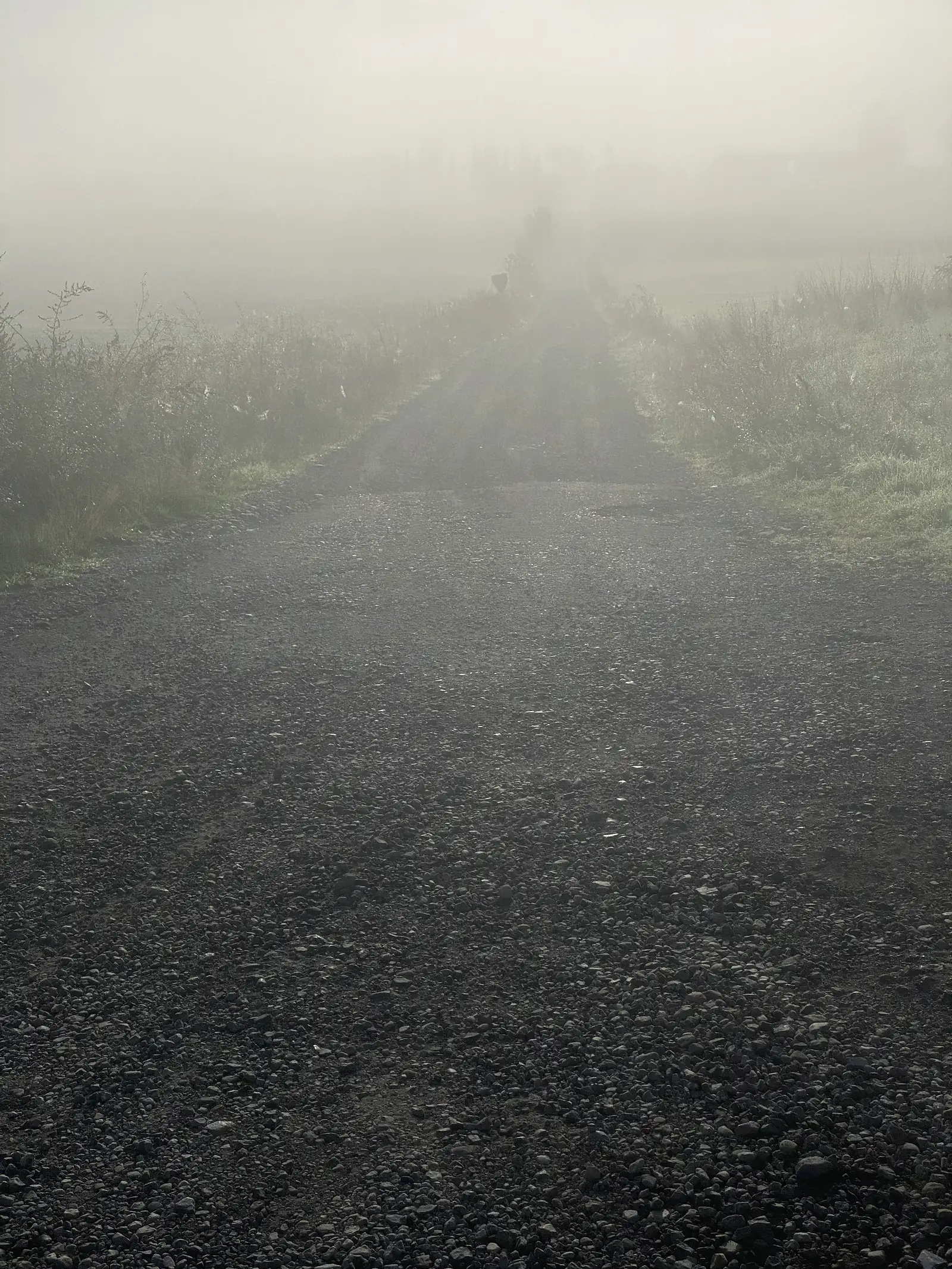A gravel path bordered by grass fading into thick white fog ahead.
