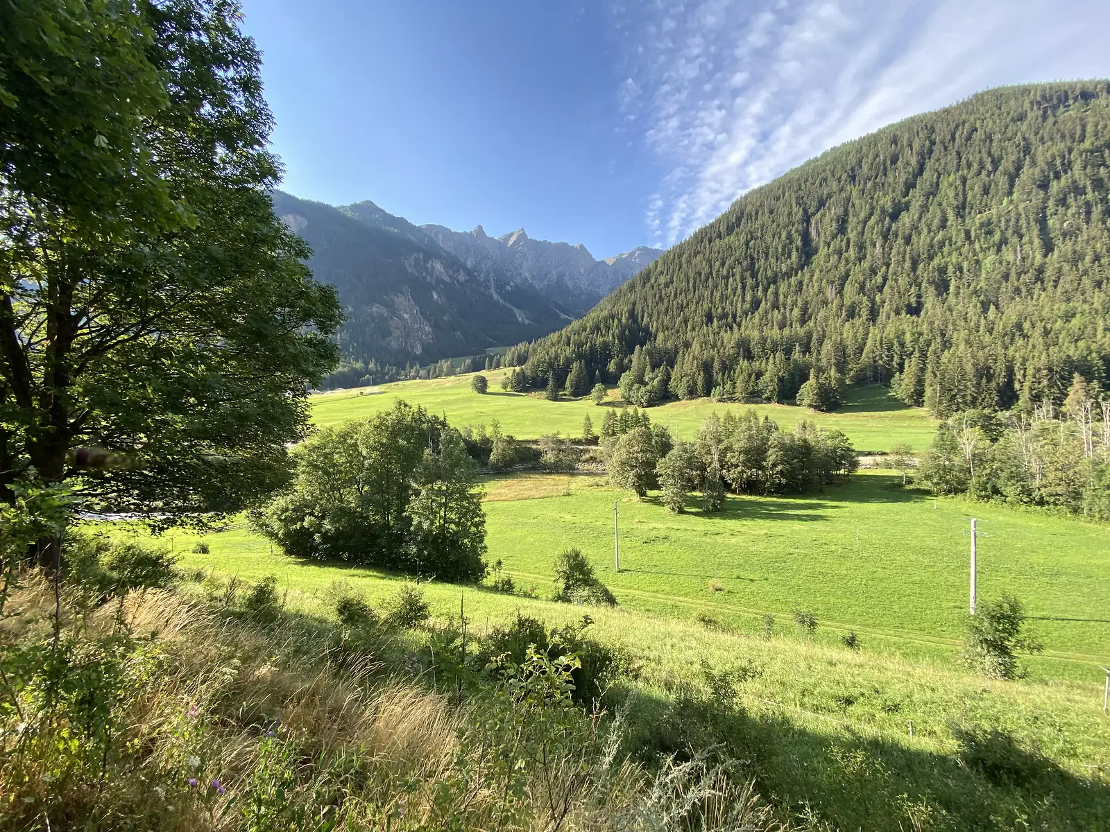 A broad green valley meadow bordered by dark pine forest, jagged grey peaks rising at the head of the valley under a partly clouded sky.