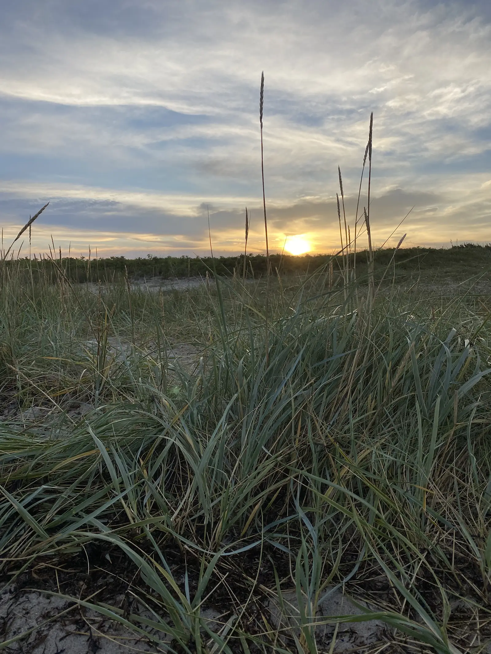 Low sun on the horizon seen through tall dune grass at dawn.