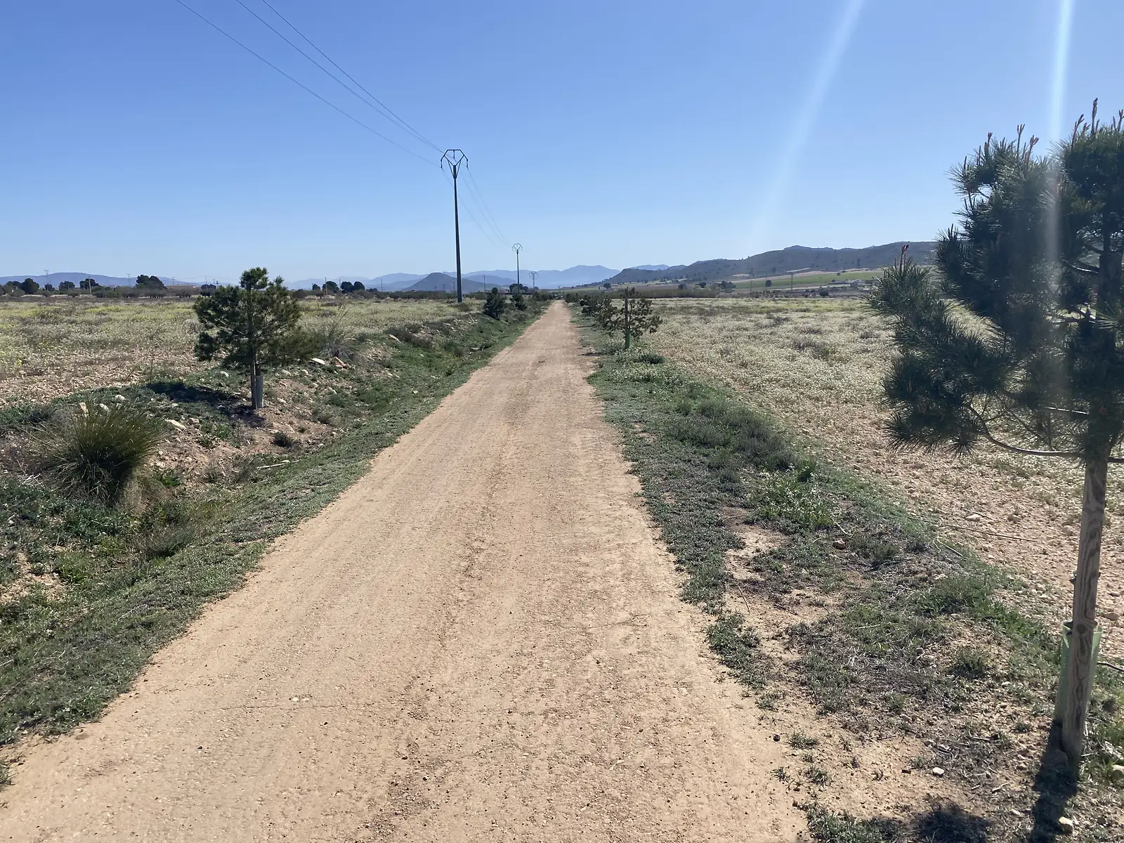 A straight dirt track running between newly planted pines and flowering scrub, power lines following it towards low hills.