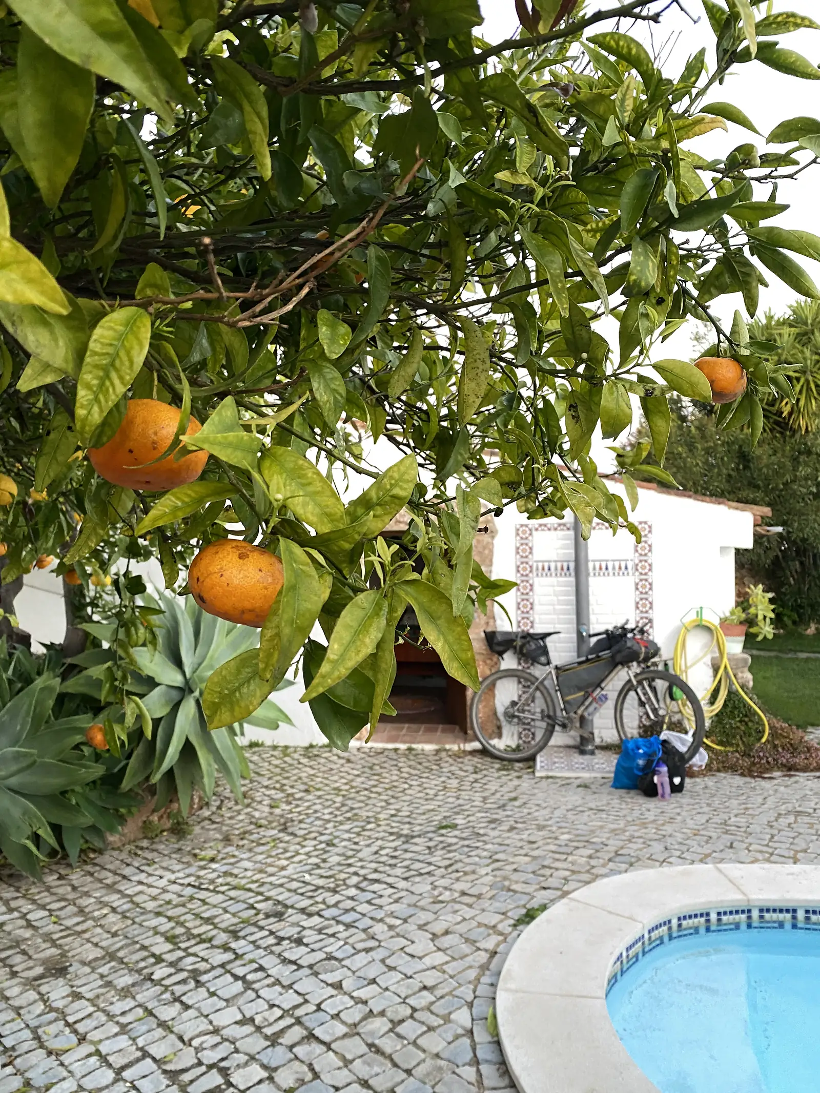 Loaded bike propped against a tiled outdoor barbecue in a garden, framed by the branches of an orange tree heavy with ripe fruit, with an agave, a coiled hose and the edge of a small swimming pool.