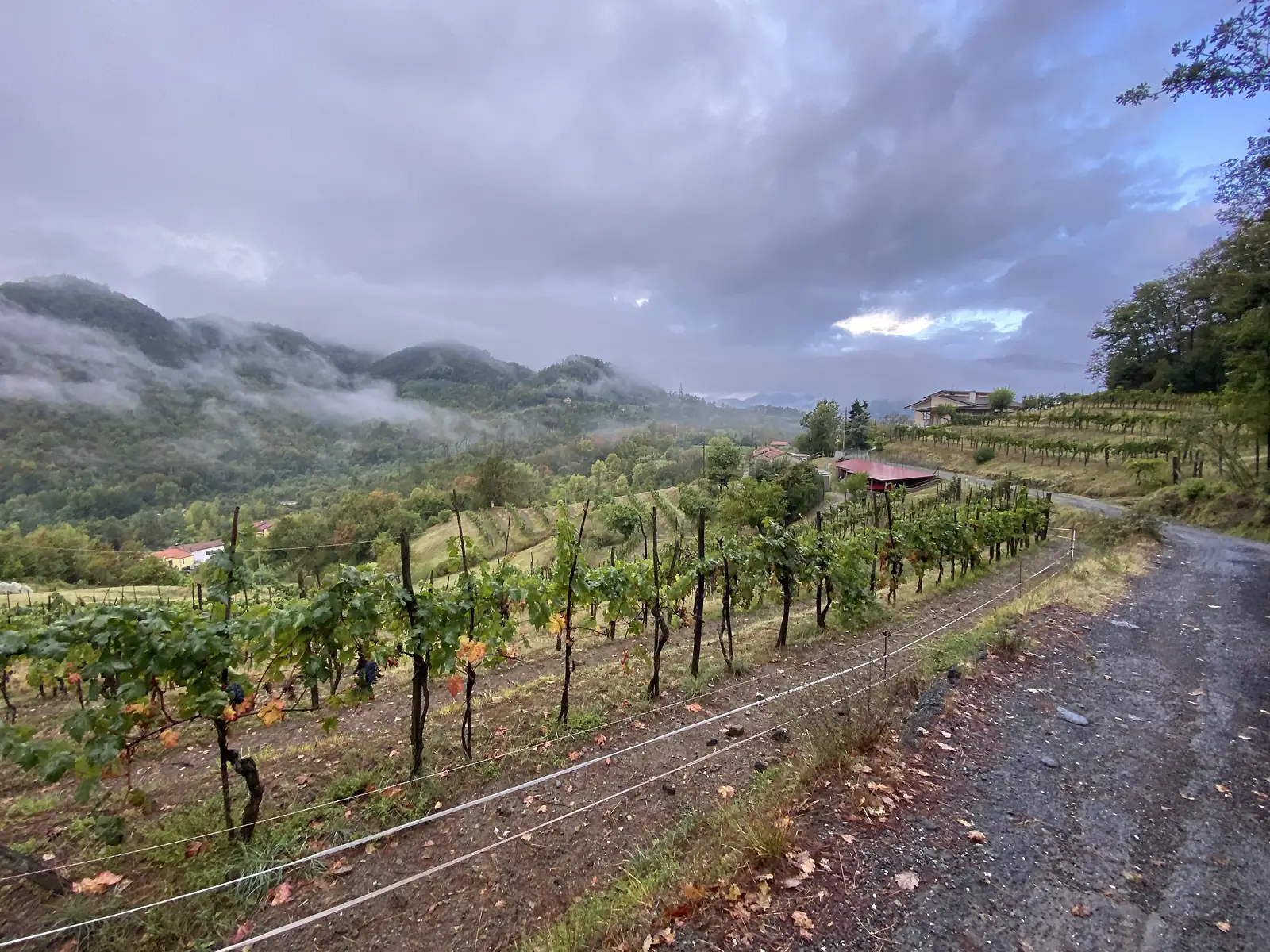 Rows of vines climb a misty hillside beside a gravel track, with farm buildings and cloud-wrapped hills in the distance.