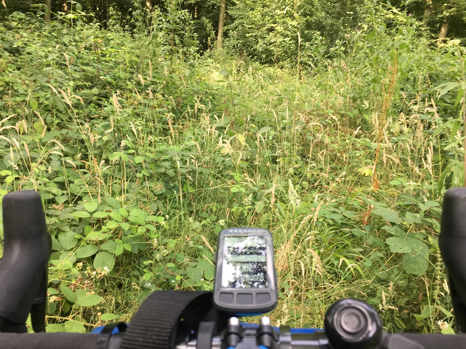 A bike computer mounted on the handlebars framing a narrow, overgrown path pushing through tall grass and bramble at the edge of woodland.