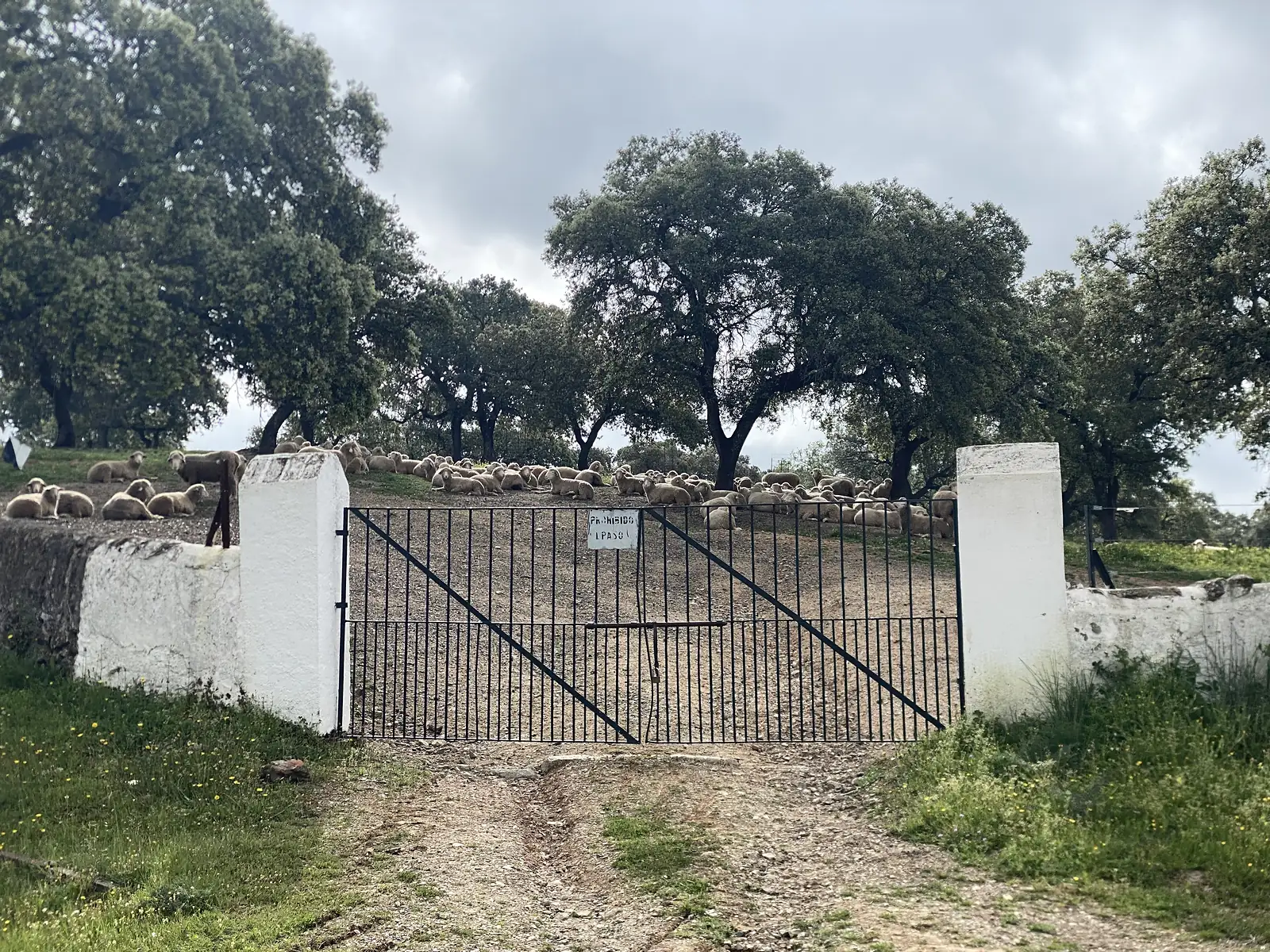 A flock of sheep resting under holm oaks behind an iron gate between whitewashed pillars, a sign on the gate reading "PROHIBIDO EL PASO".