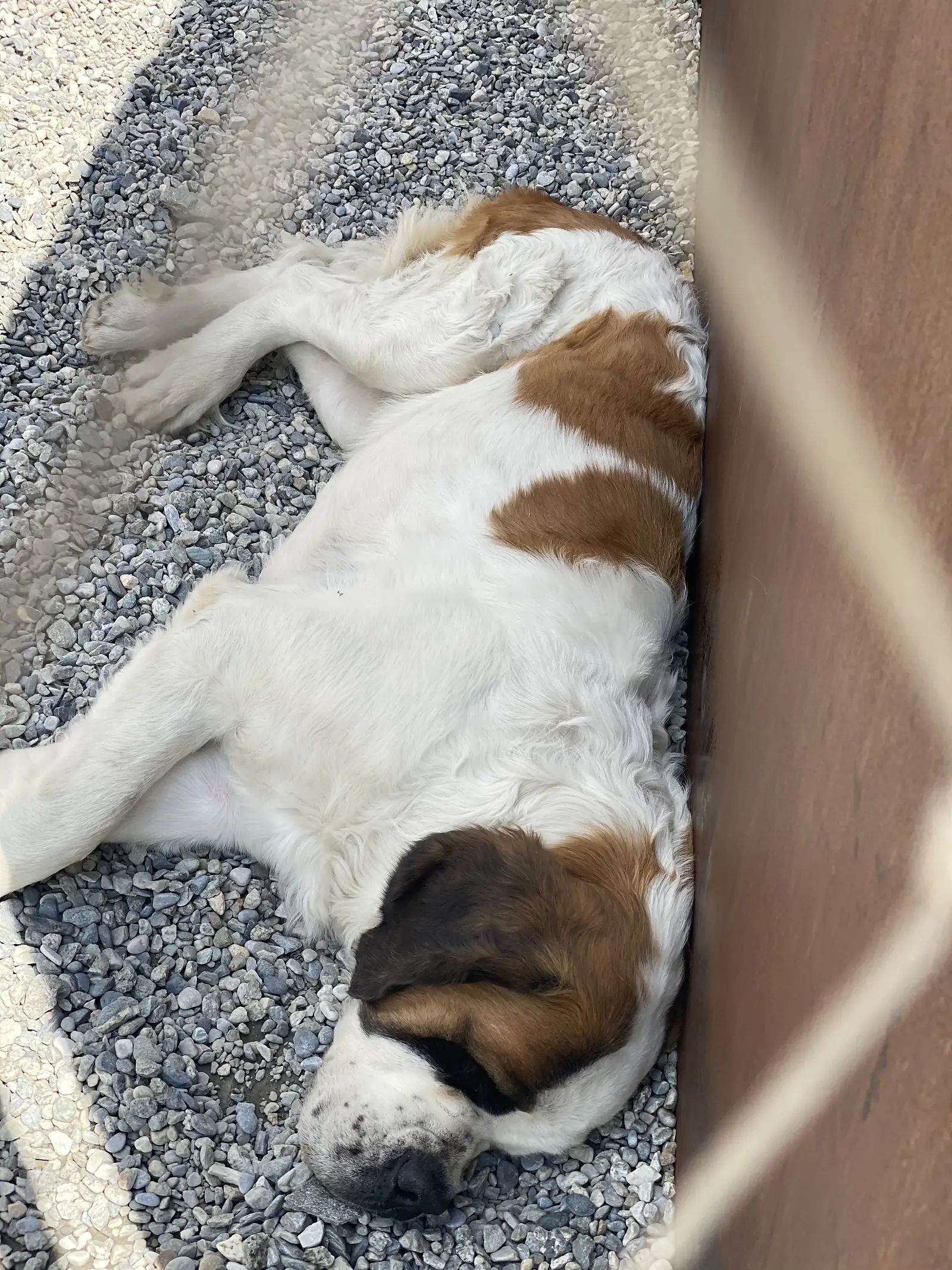 
An overhead view of the same St Bernard dog stretched out asleep on gravel, its brown and white coat catching the sun.
