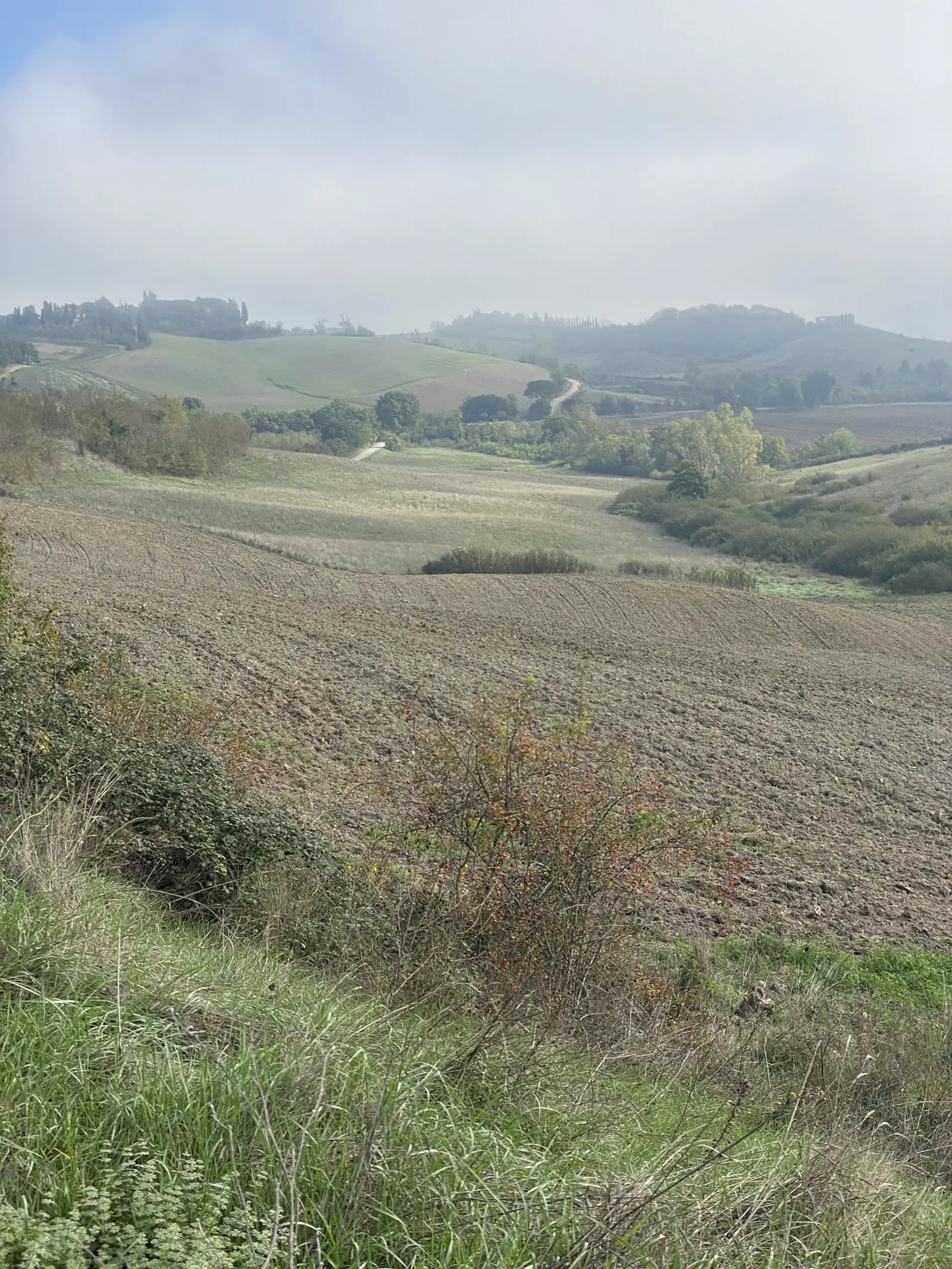 A wild shrub with red berries growing at the edge of a ploughed field, with farmland stretching towards hazy hills.