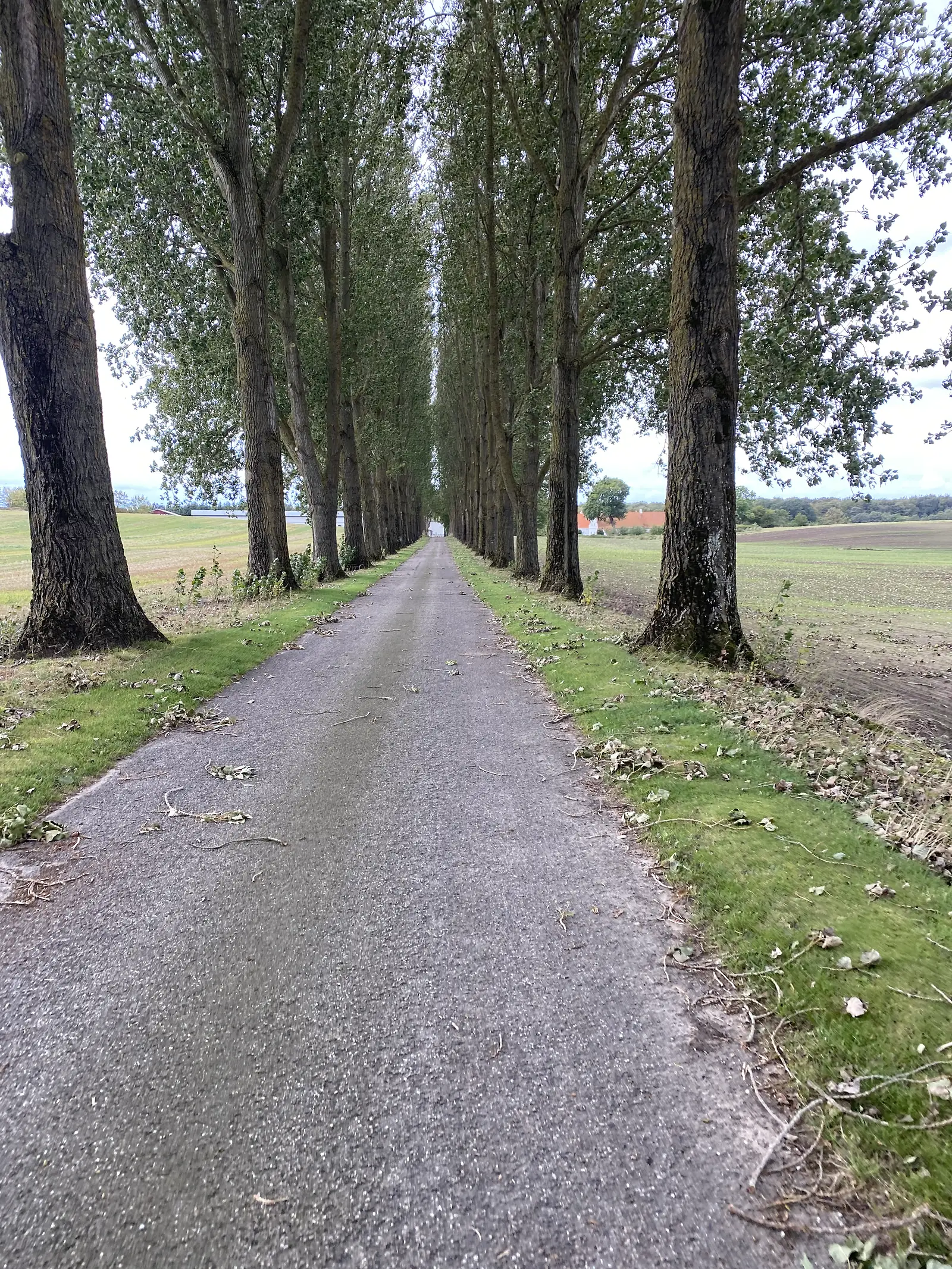 A narrow asphalt lane running dead straight between two rows of tall poplars, with ploughed fields either side.