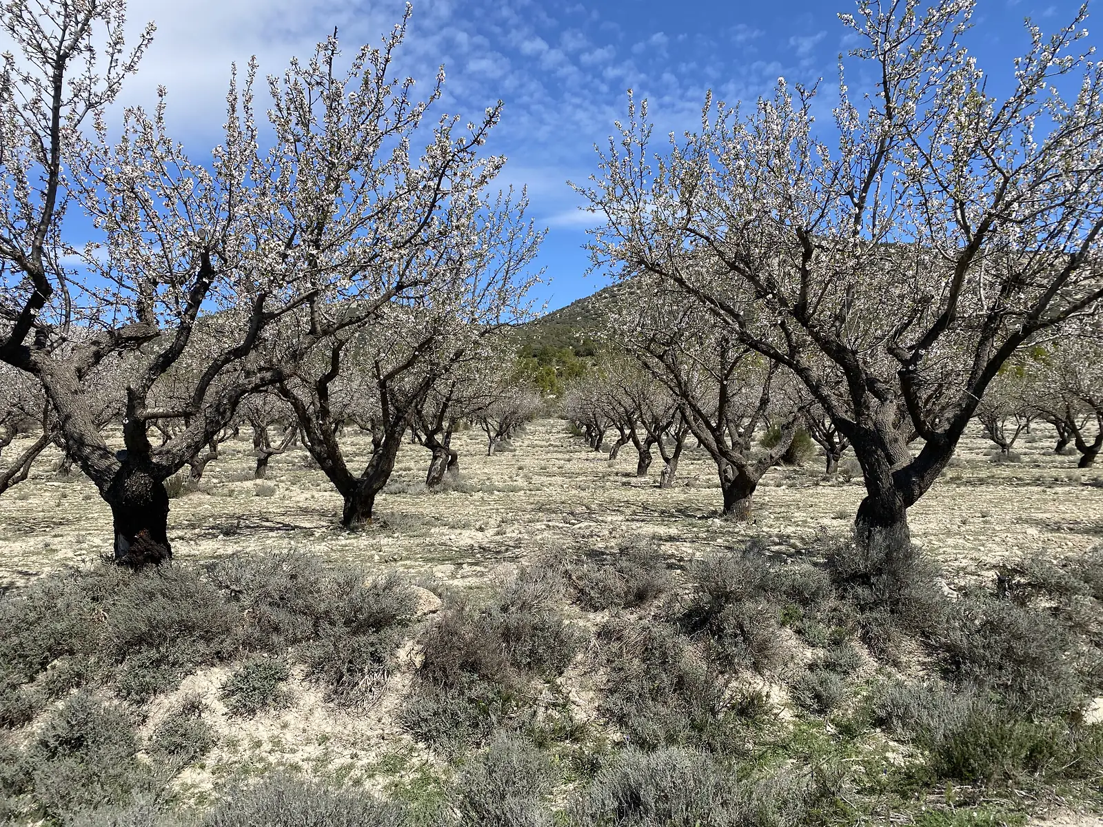 An almond orchard in full white blossom above stony ground and low grey scrub, with a wooded hill behind.