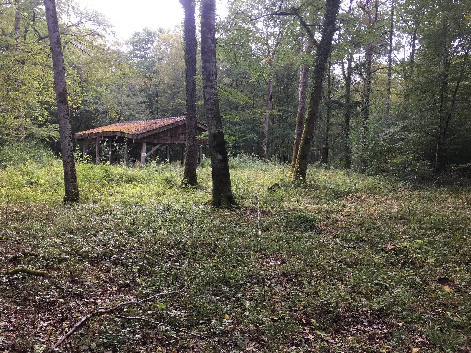 A moss-roofed open-sided timber shelter standing in a clearing among mossy tree trunks in woodland along the Via Francigena.
