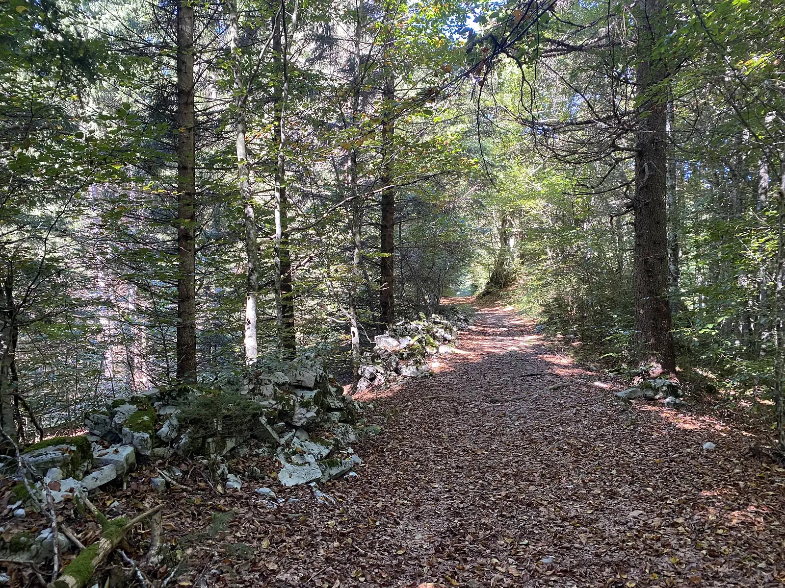 A leaf-strewn forest track climbs between conifers past the tumbled remains of a drystone wall.