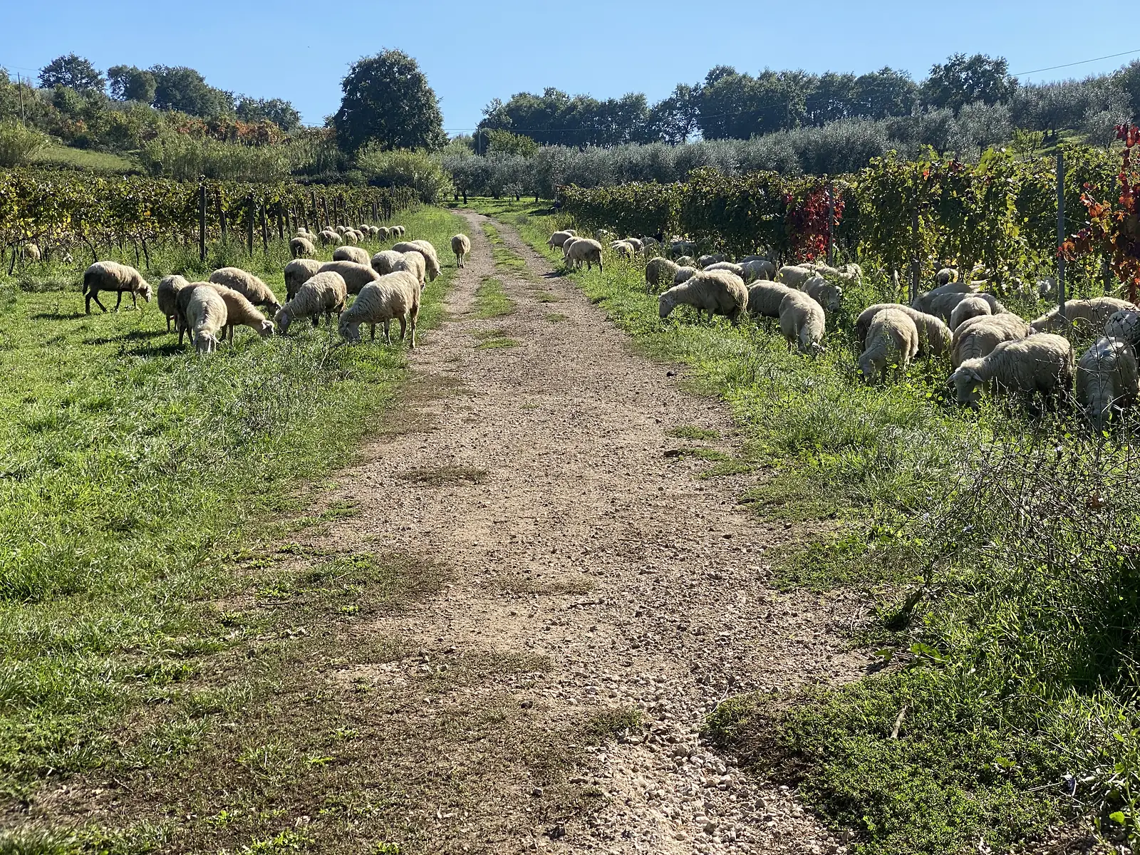 A flock of sheep grazes between rows of vines either side of a dirt track through a vineyard.