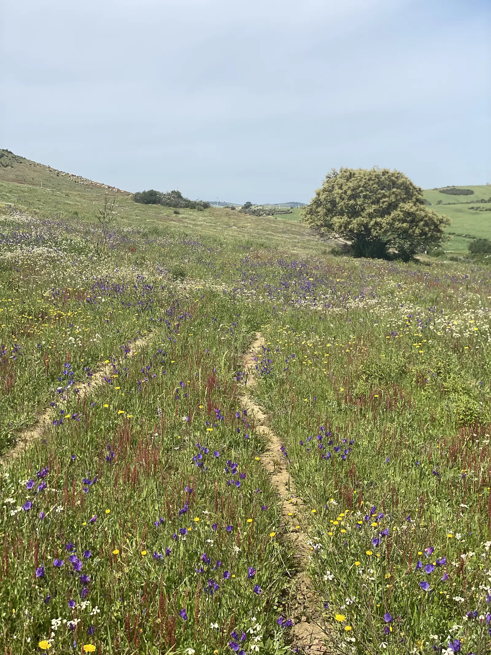 Purple, yellow and white wildflowers carpeting rough grassland either side of a faint vehicle track, with scattered trees and open hills beyond.