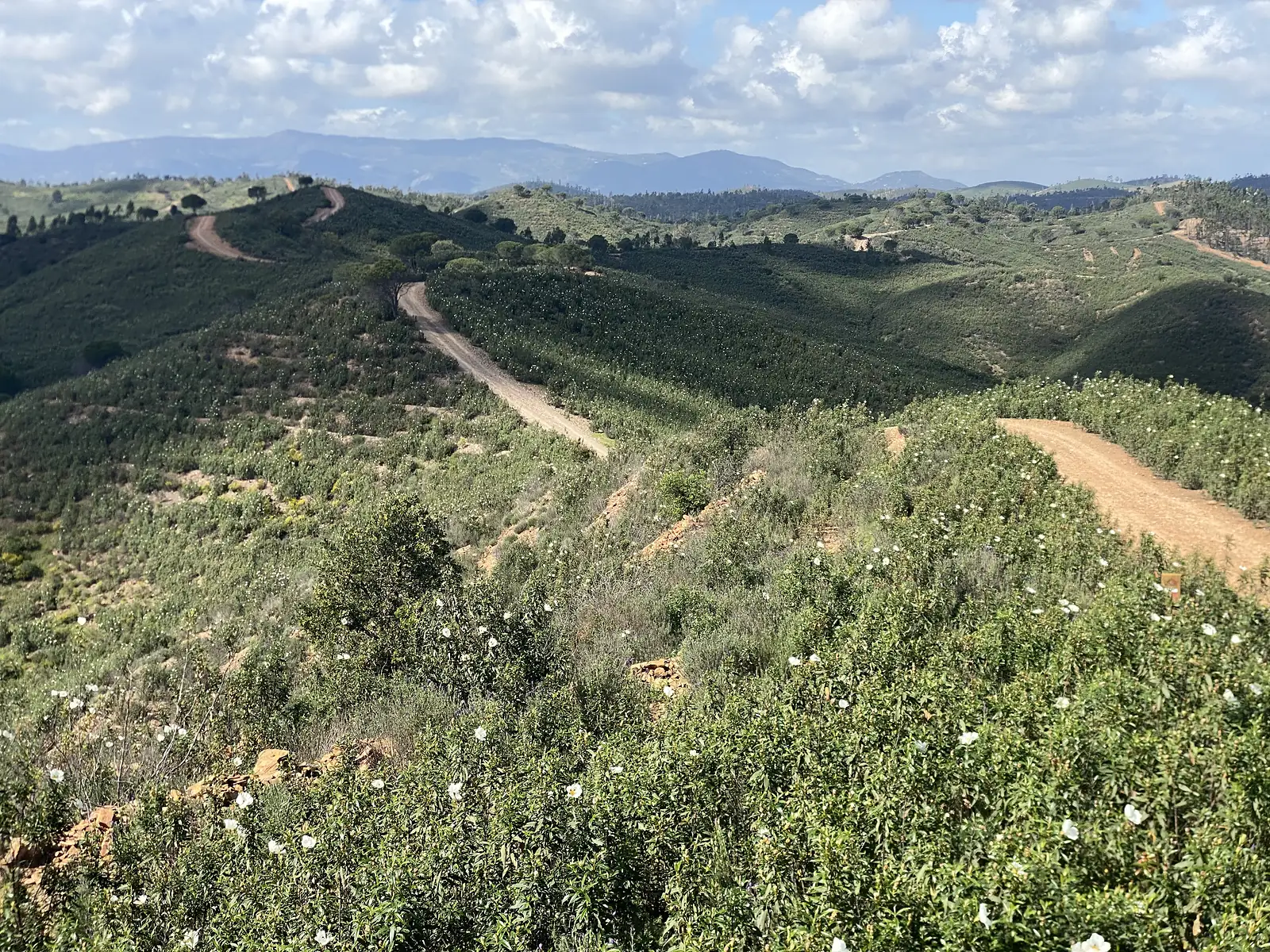 View across a valley of green hills scored by pale earth tracks winding over their crests, white cistus flowering in the foreground and a blue mountain range on the skyline.