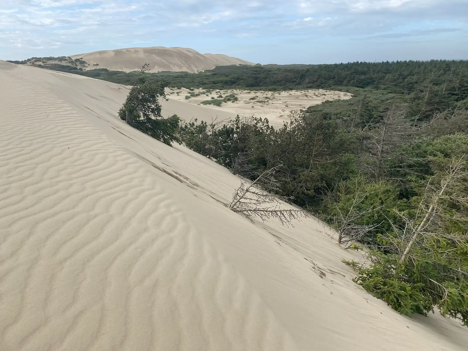 A high dune ridge of rippled bare sand falling away to pine and scrub, with a bigger sand mountain beyond.