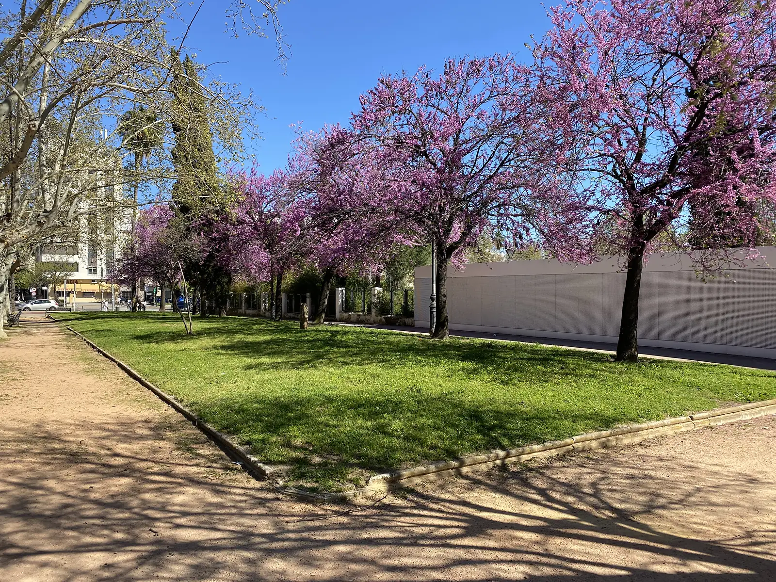 Judas trees in full pink blossom along a city park lawn, with a dirt path curving past and a long white wall behind.