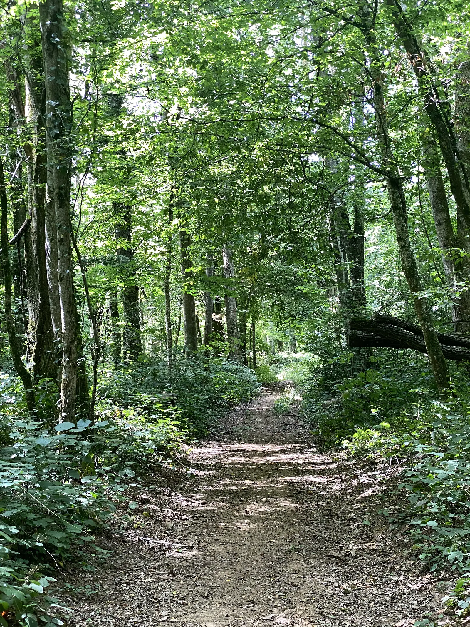 A dappled dirt path curves away through a dense green woodland canopy, a fallen log lying beside the trail.