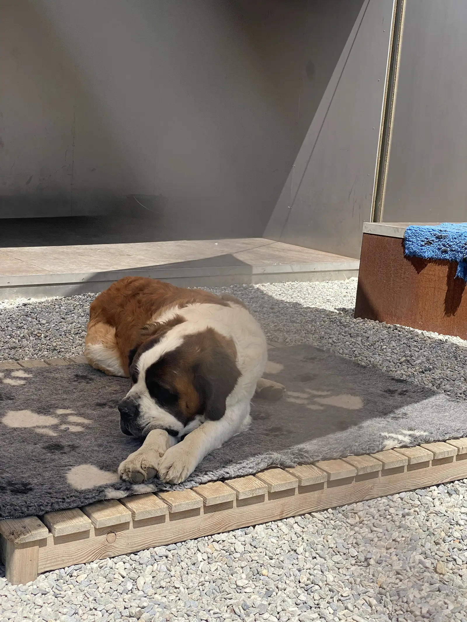 
A St Bernard dog curled up asleep on a felt mat in a sunlit gravel courtyard.
