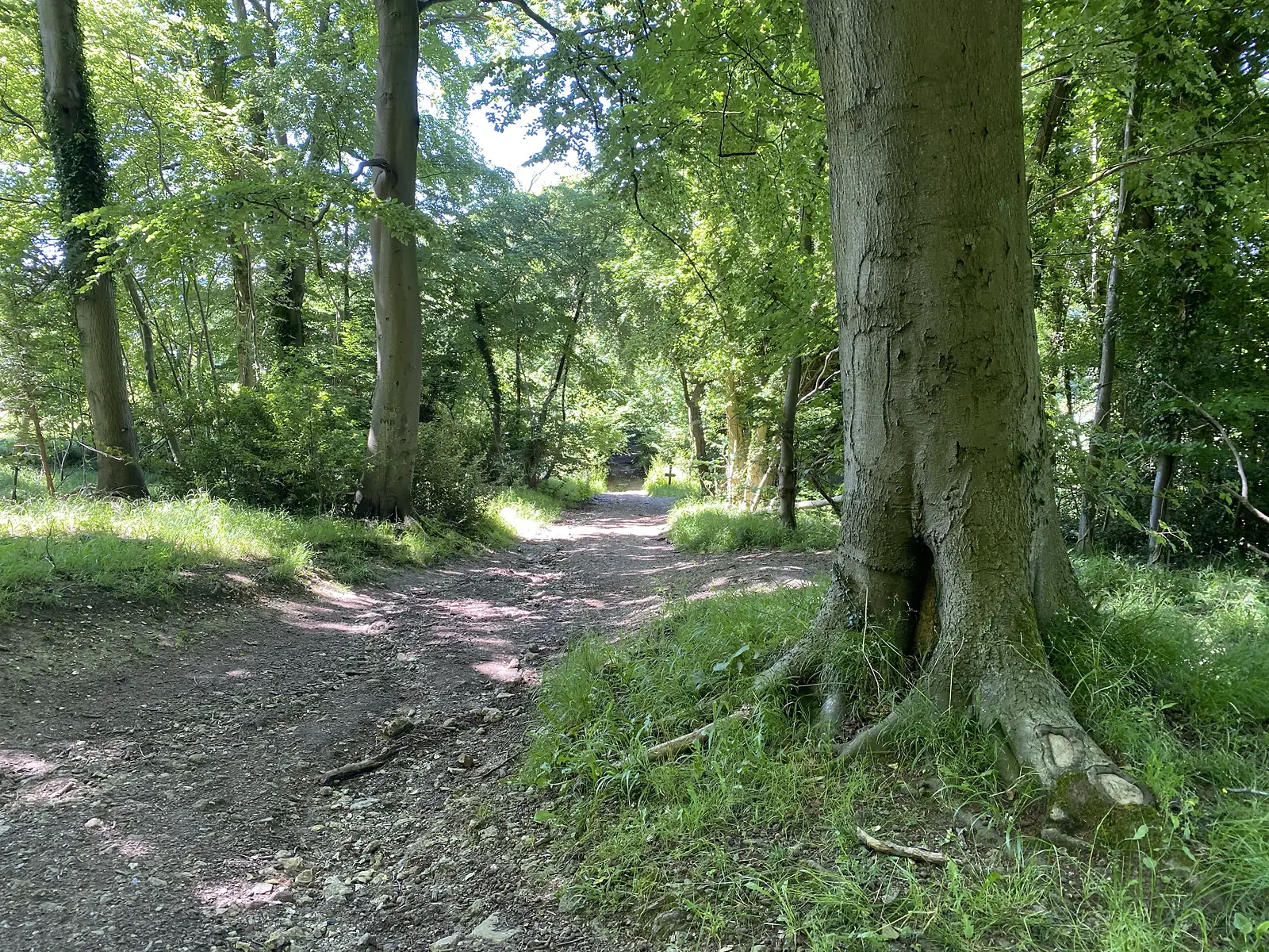 A chalk track forking in sunlit beech woodland beside a huge beech trunk with exposed roots.