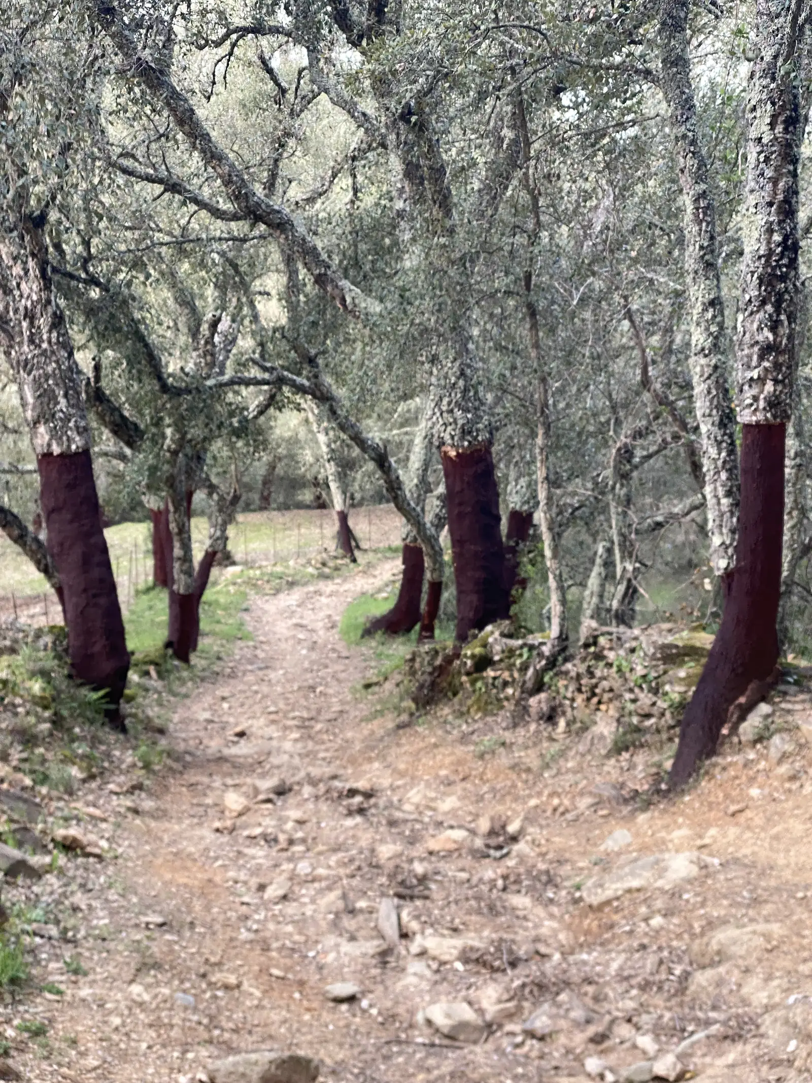 A stony path winding through cork oaks whose trunks have been stripped to bare red-brown wood.