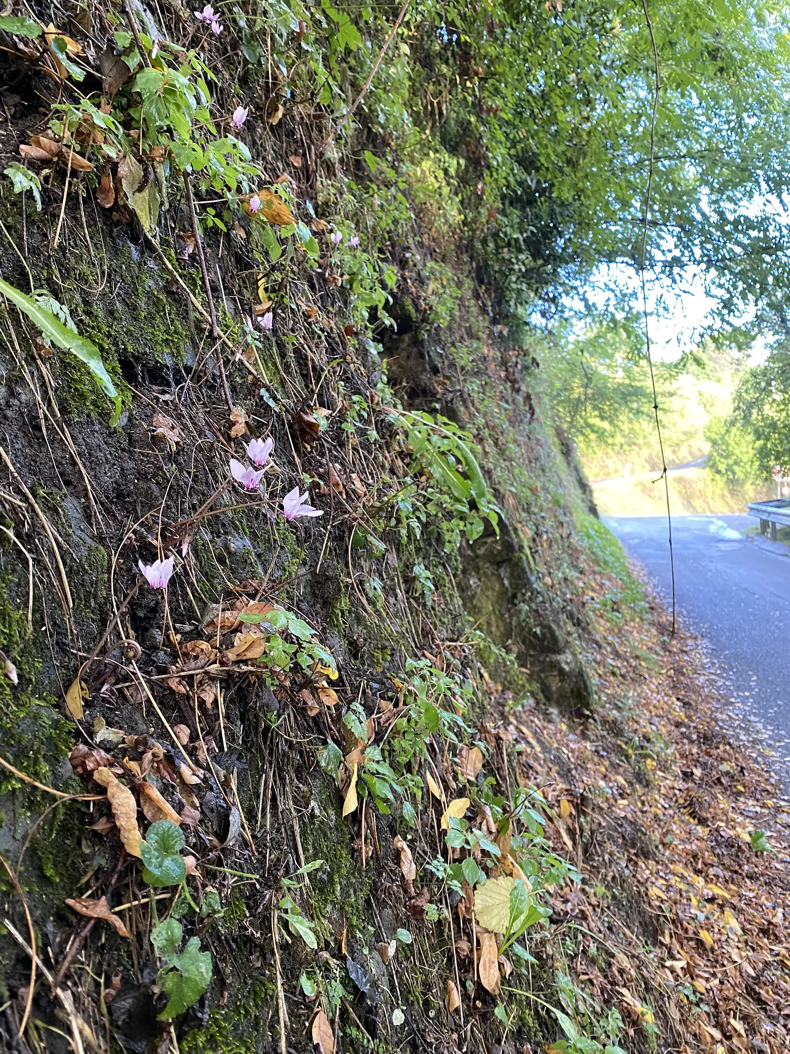 Small pink cyclamen flowers grow among fallen leaves and ivy on a steep, damp roadside bank.