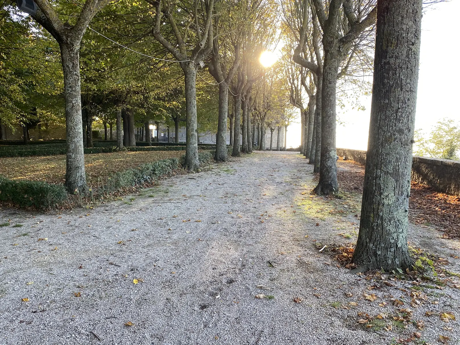 A tree-lined gravel avenue with clipped hedges catches low autumn sun filtering through the branches ahead.