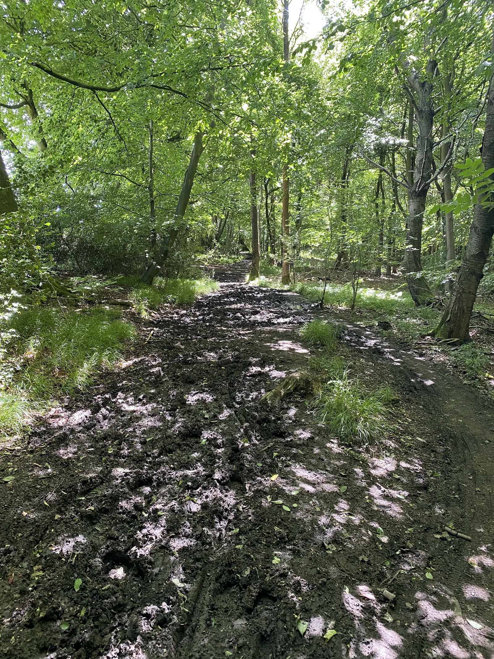 A steeply climbing woodland track churned to deep mud and hoof marks under beeches.