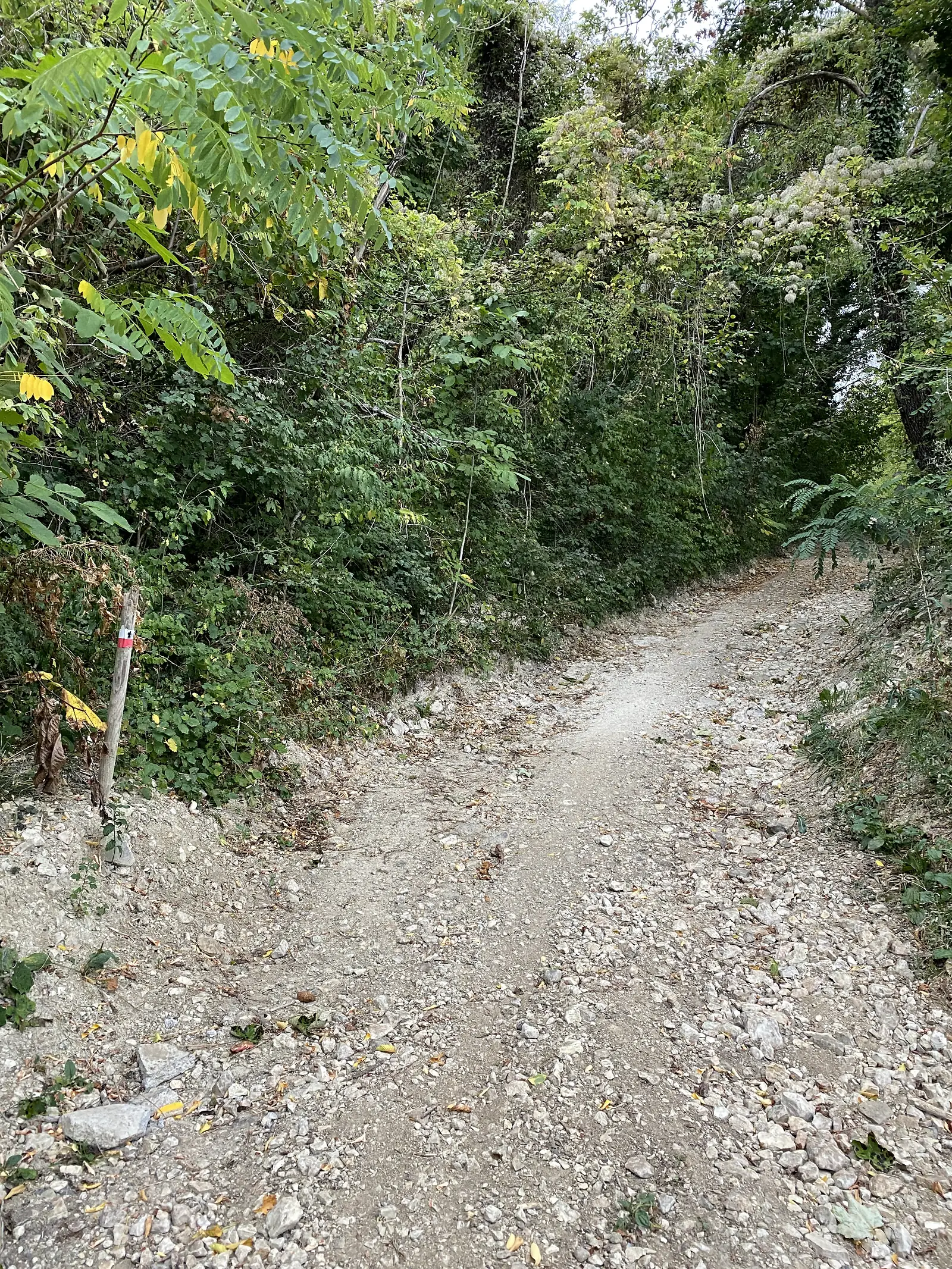 A narrow gravel path lined with dense hedgerow runs past a red-and-white waymark post driven into the verge.