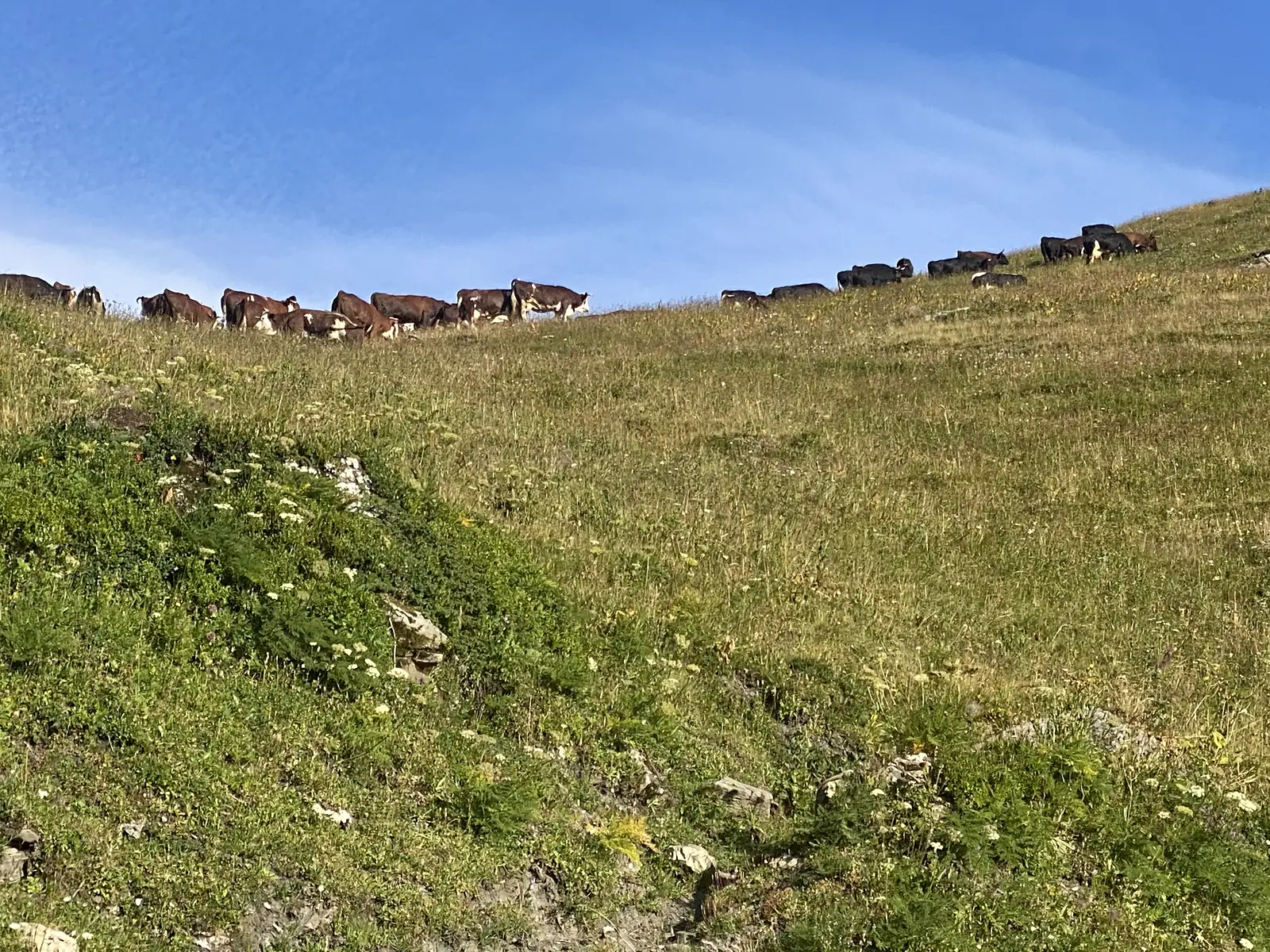 A herd of brown-and-white cattle grazing along a grassy ridge line against a clear blue sky.