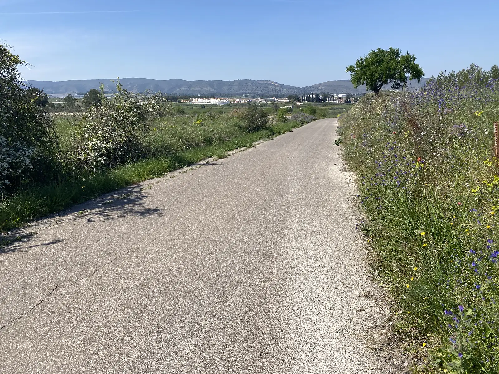 A quiet concrete lane running between flowering hedgerows towards a village on a plain, with a long mountain ridge beyond.