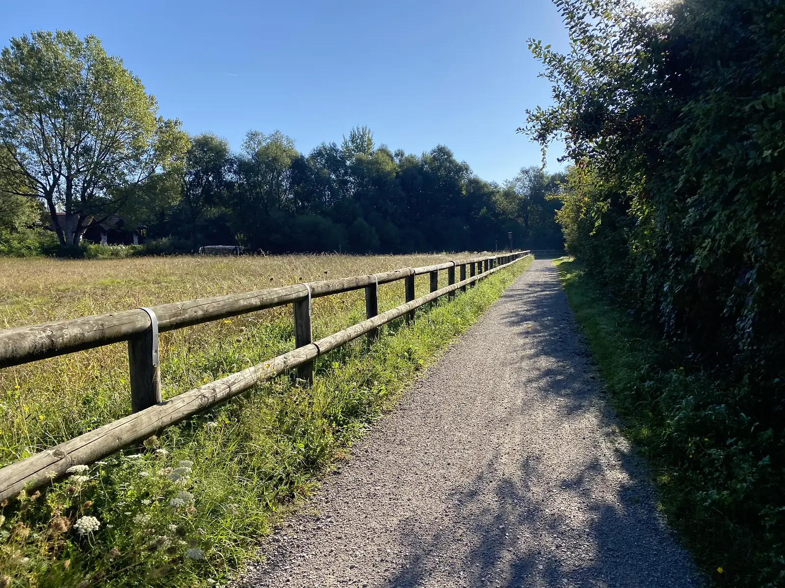 A gravel path runs beside a wooden fence and a dry hay meadow, a thick hedge on the other side and tall trees ahead under a cloudless sky.