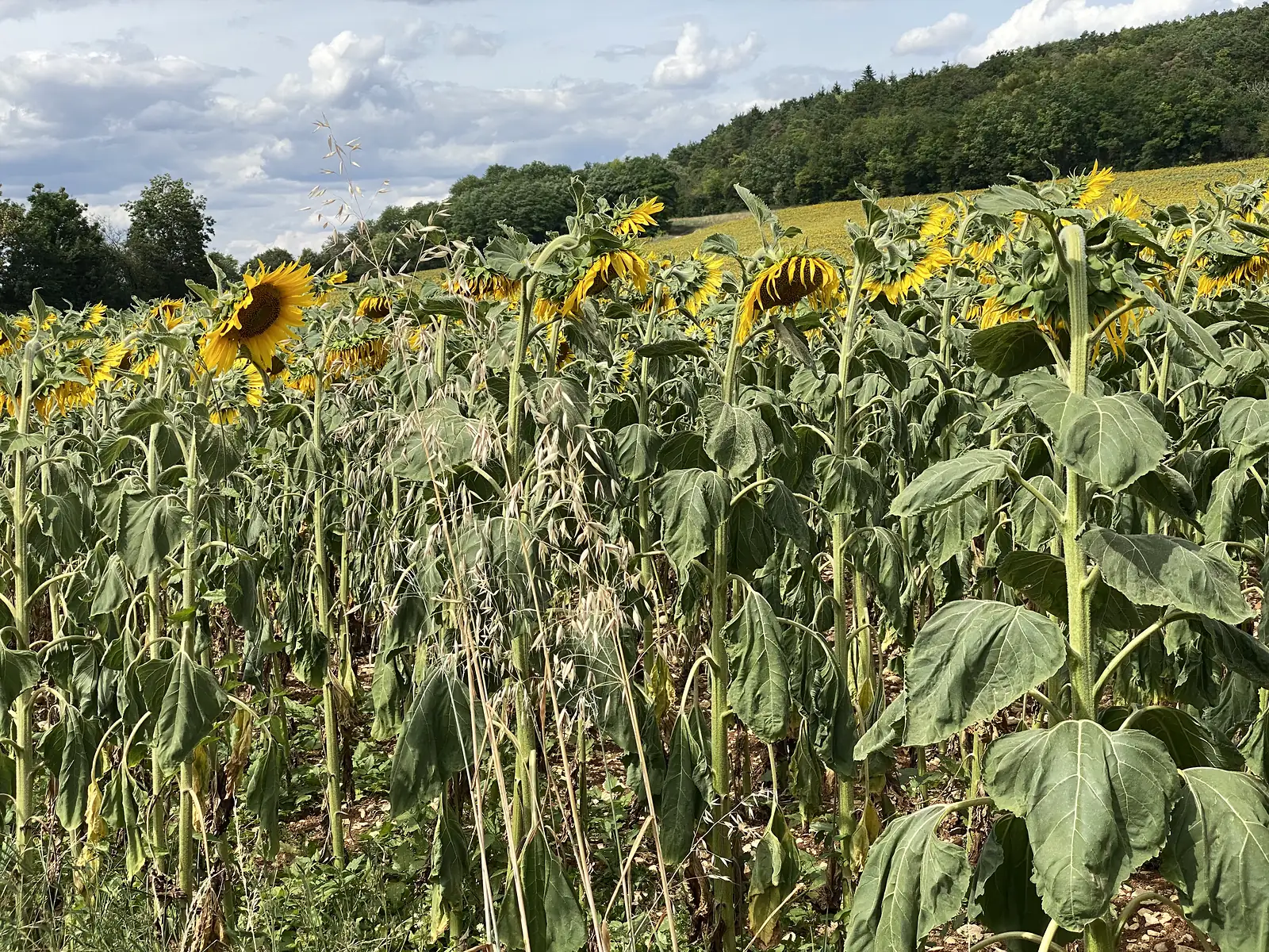 Ripe sunflowers droop on their stems among tall wild oats, a wooded hillside rising behind the field.